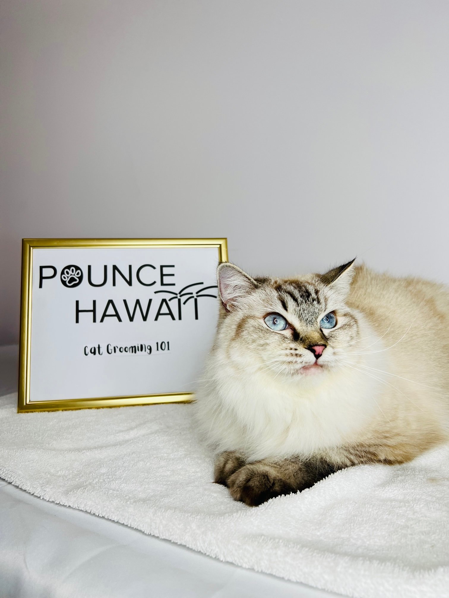 Cat Grooming Honolulu Calm Ragdoll After Pounce Hawaii.jpg