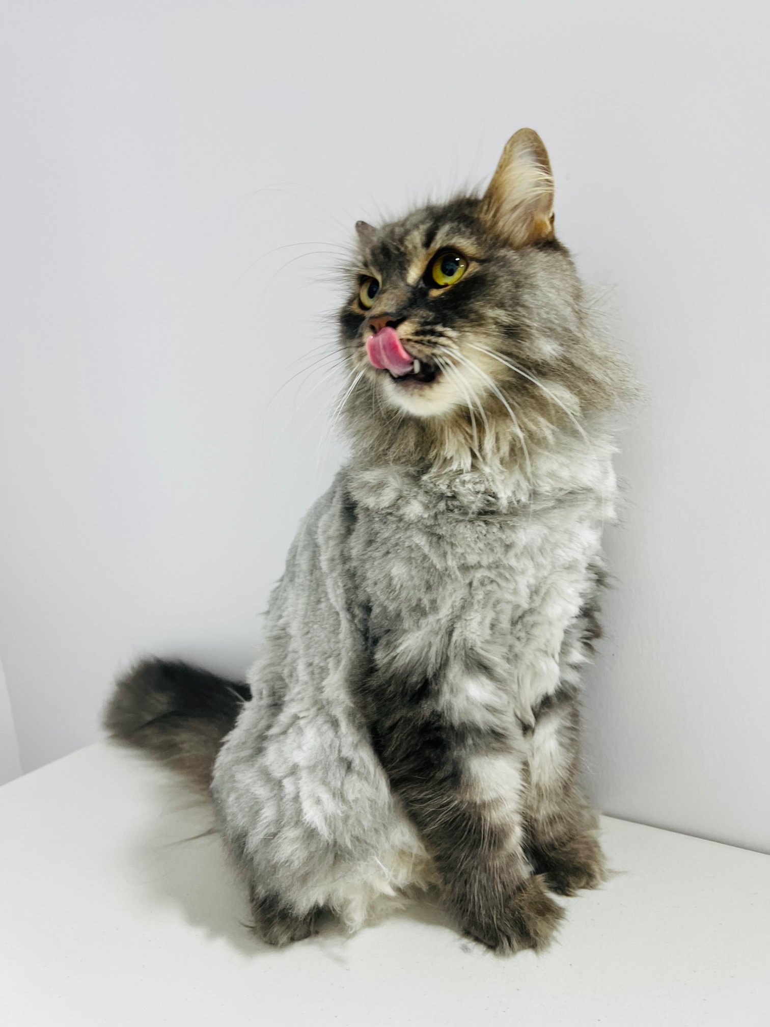 Cat Grooming Honolulu Maine Coon Teddy Cut Pounce Hawaii.jpg