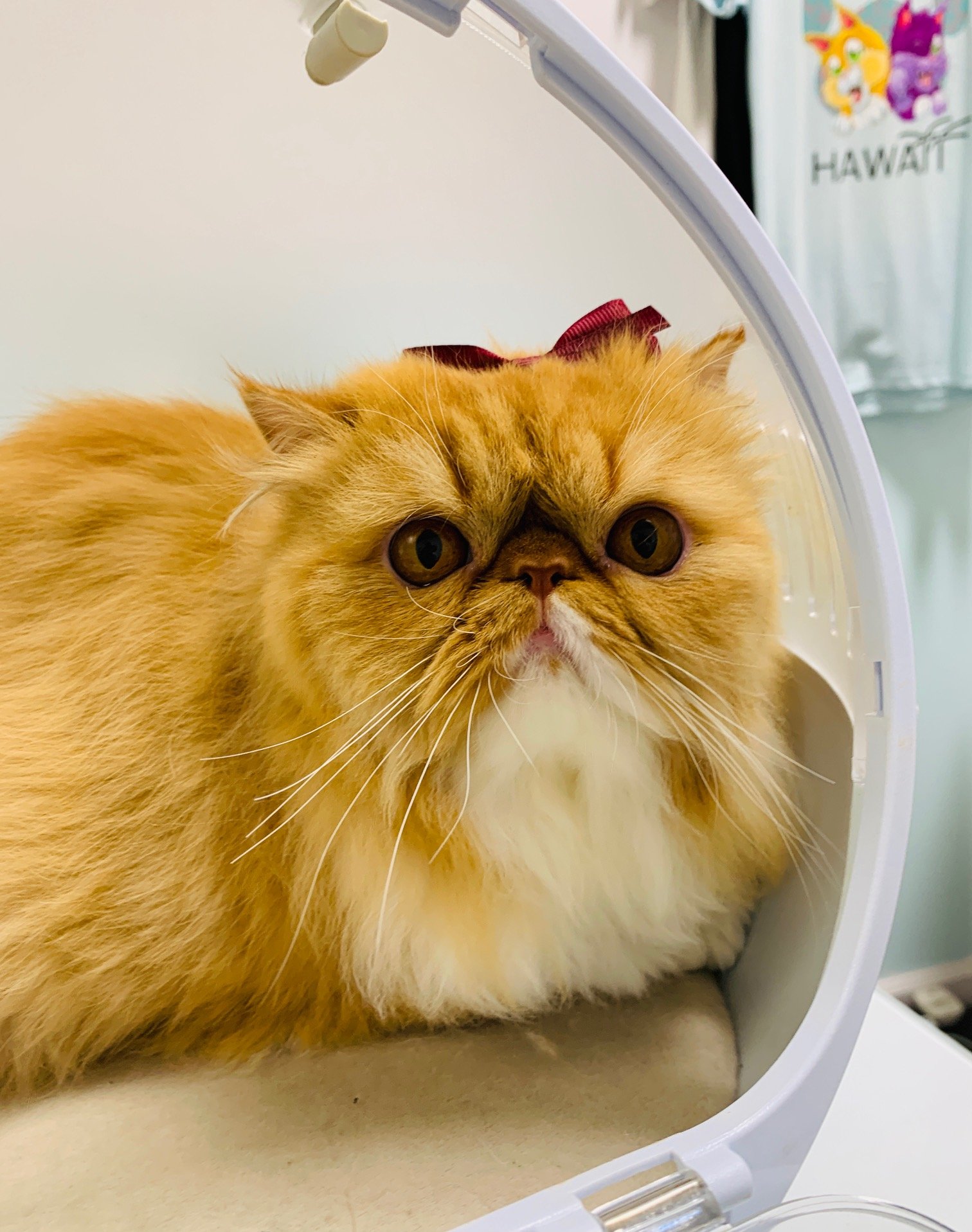 Cat Grooming Honolulu Persian With Bow Pounce Hawaii.jpg