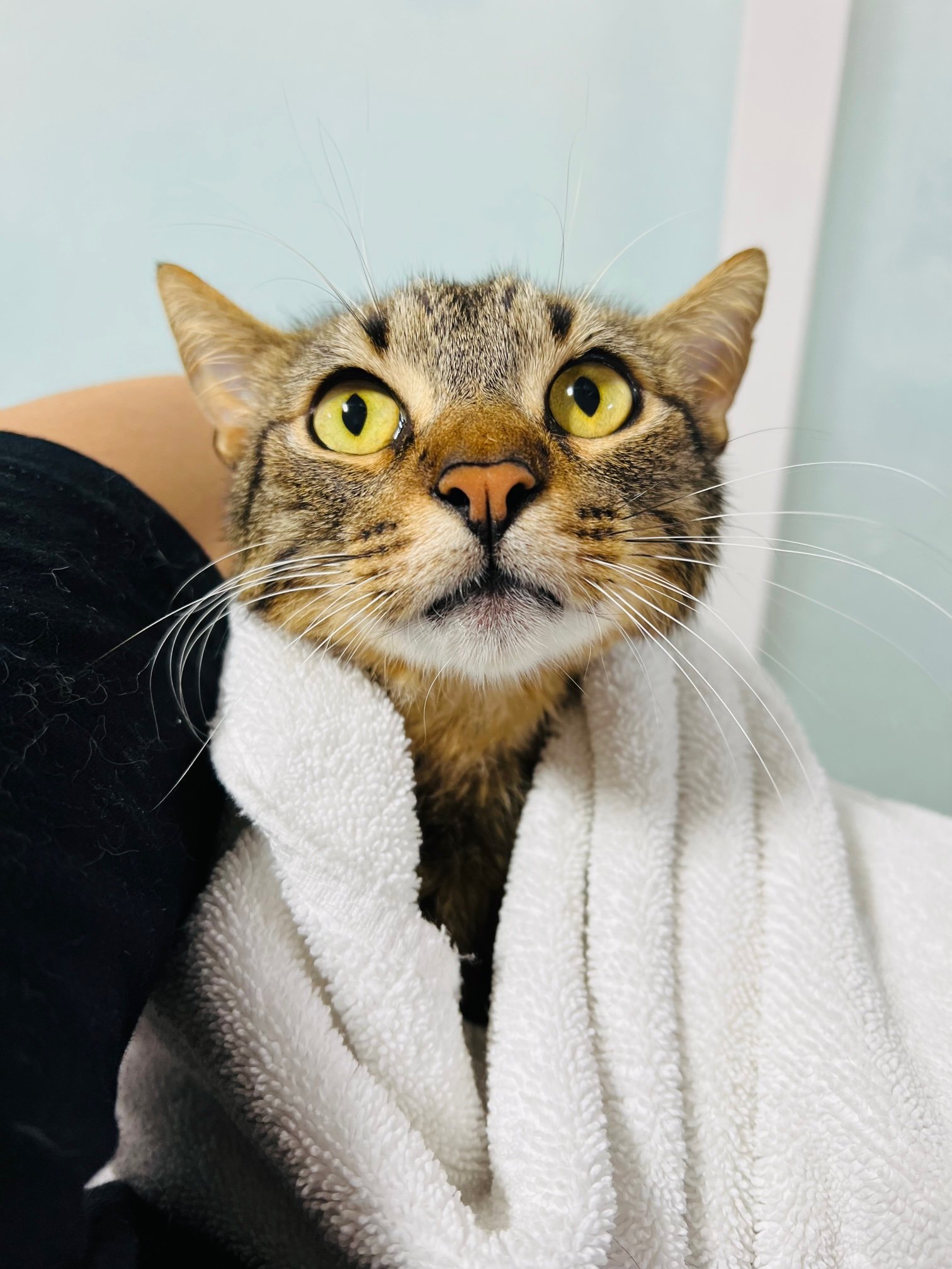 Cat Grooming Honolulu Tabby In Towel Pounce Hawaii.jpg