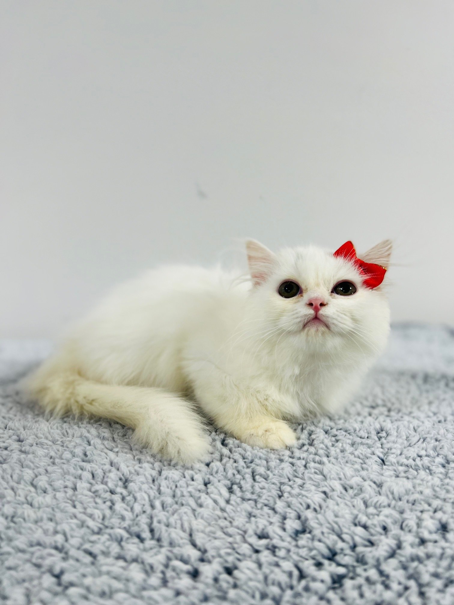 Kitten Persian After Honolulu Cat Grooming Pounce Hawaii.jpg