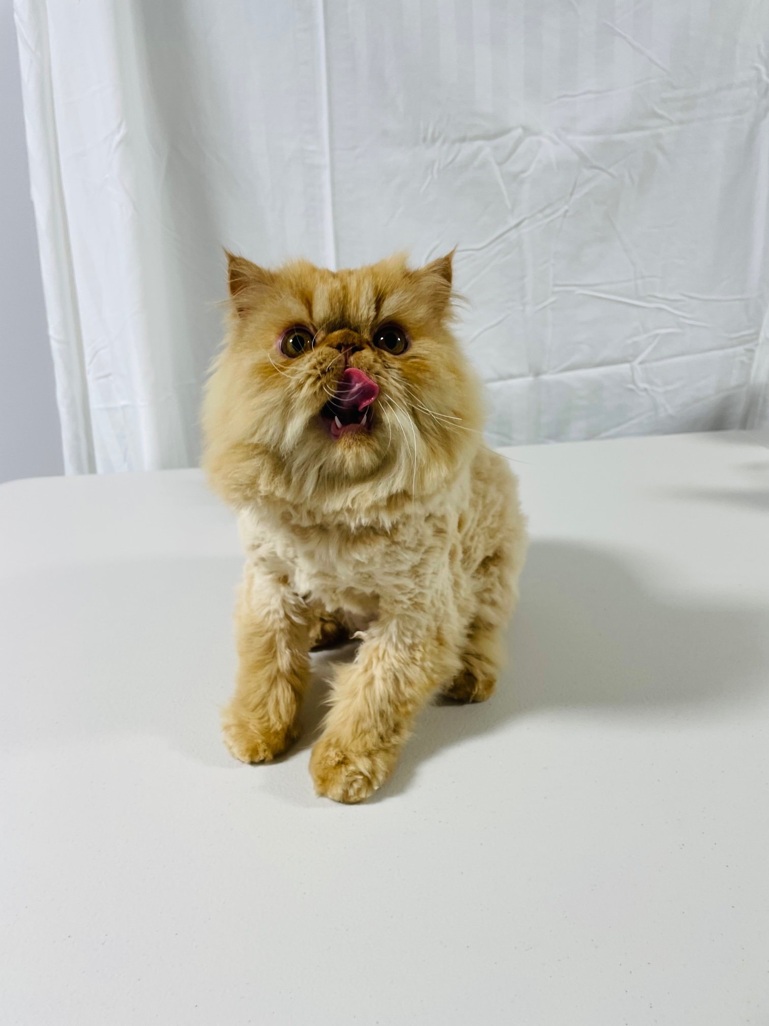 Teddy Cut After Honolulu Cat Grooming Pounce Hawaii.jpg