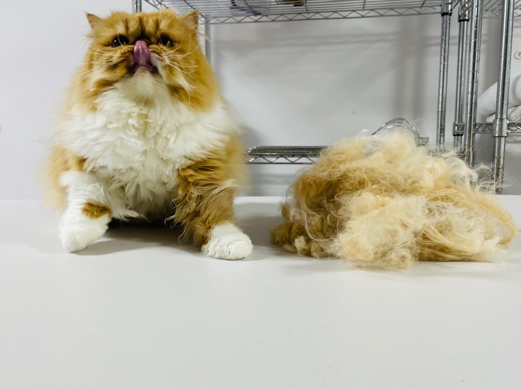 Cat Grooming Honolulu Shedding Long Hair Pounce Hawaii.jpg