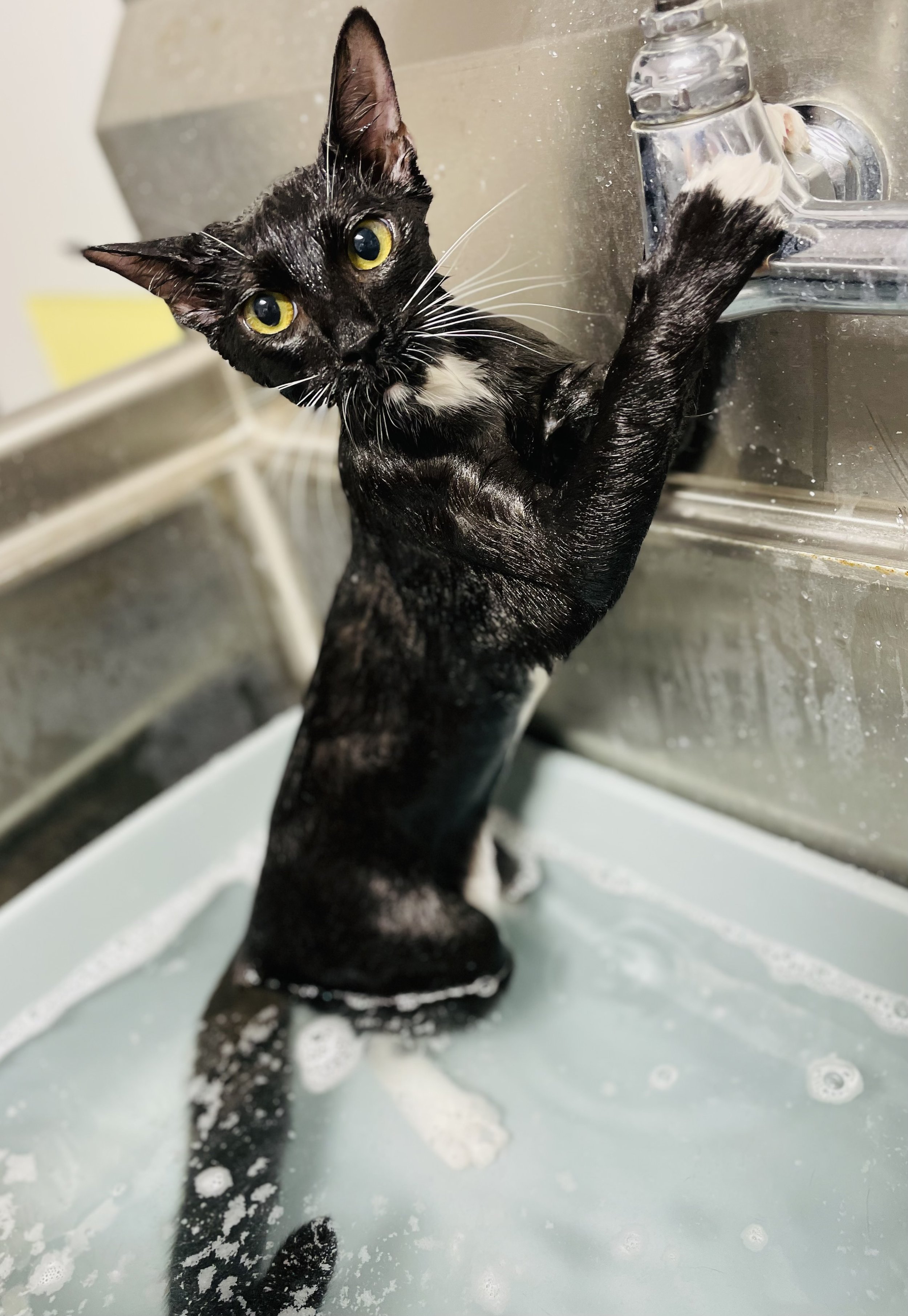 Cat Grooming Honolulu Shorthair Bath Cat Pounce Hawaii.jpeg