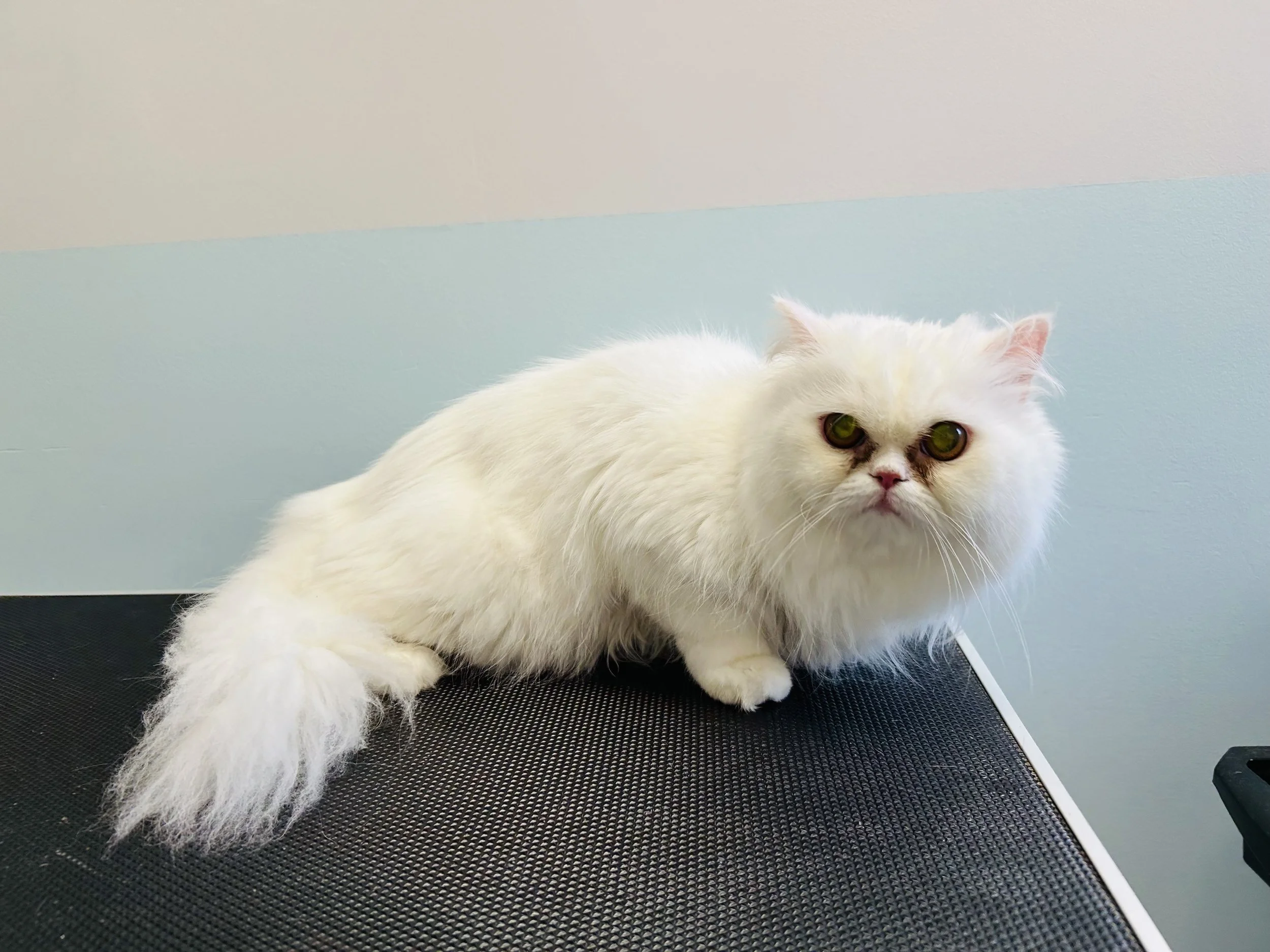 Pounce Hawaii Cat Grooming Haircut Before Honolulu.jpeg