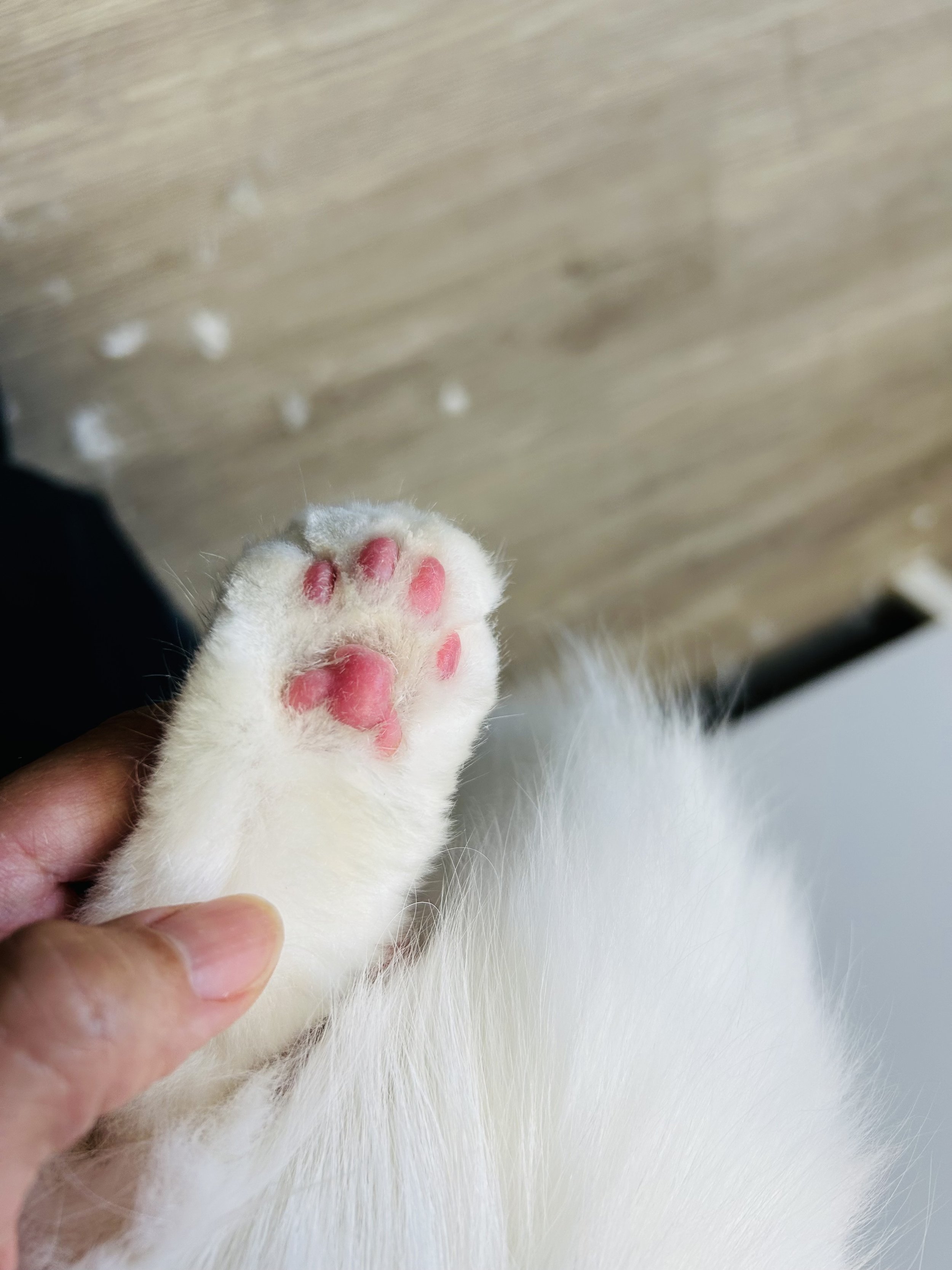 Pounce Hawaii Cat Grooming Pawpad After Honolulu.jpeg
