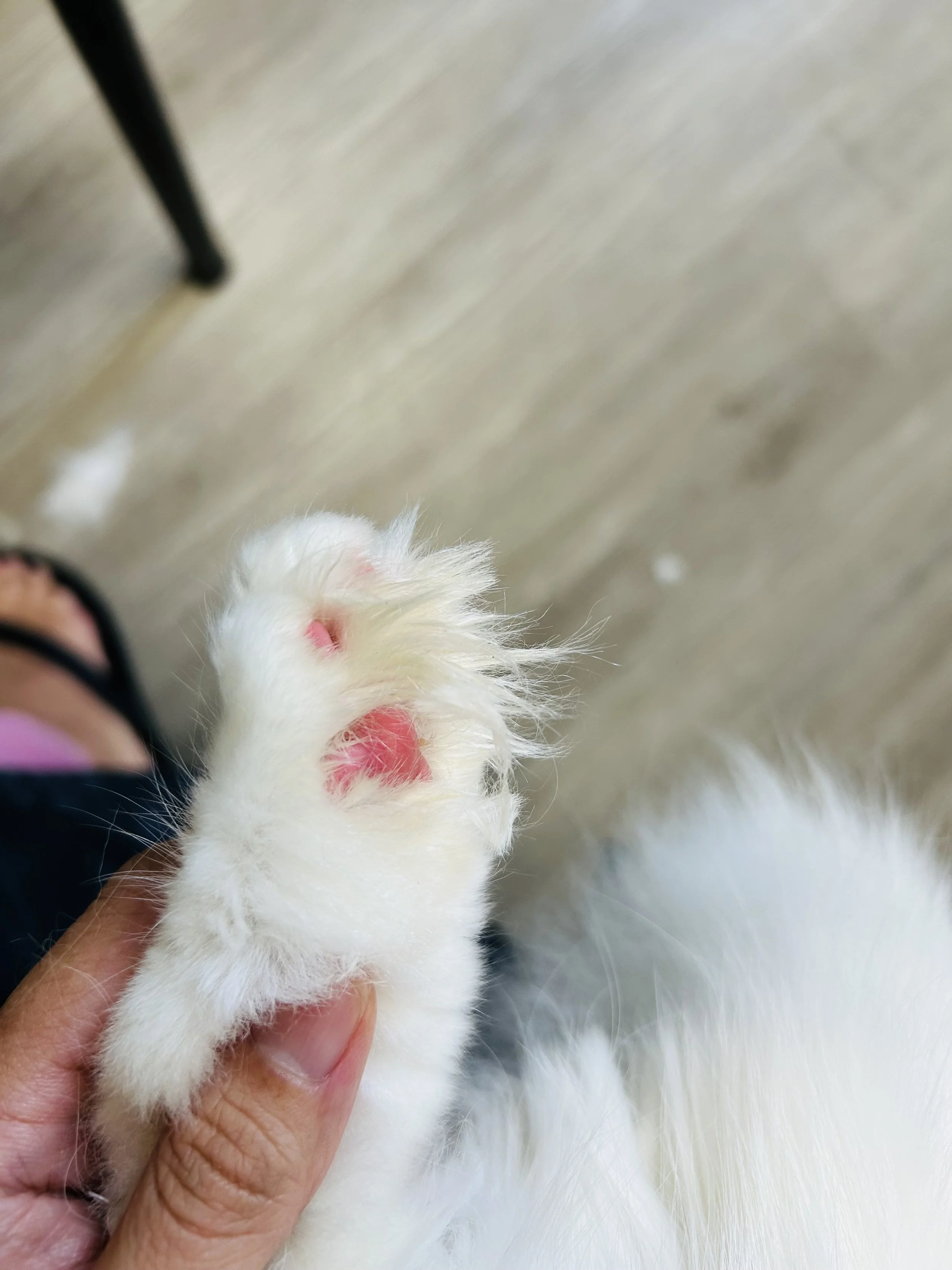 Pounce Hawaii Cat Grooming Pawpad Before Honolulu.jpeg
