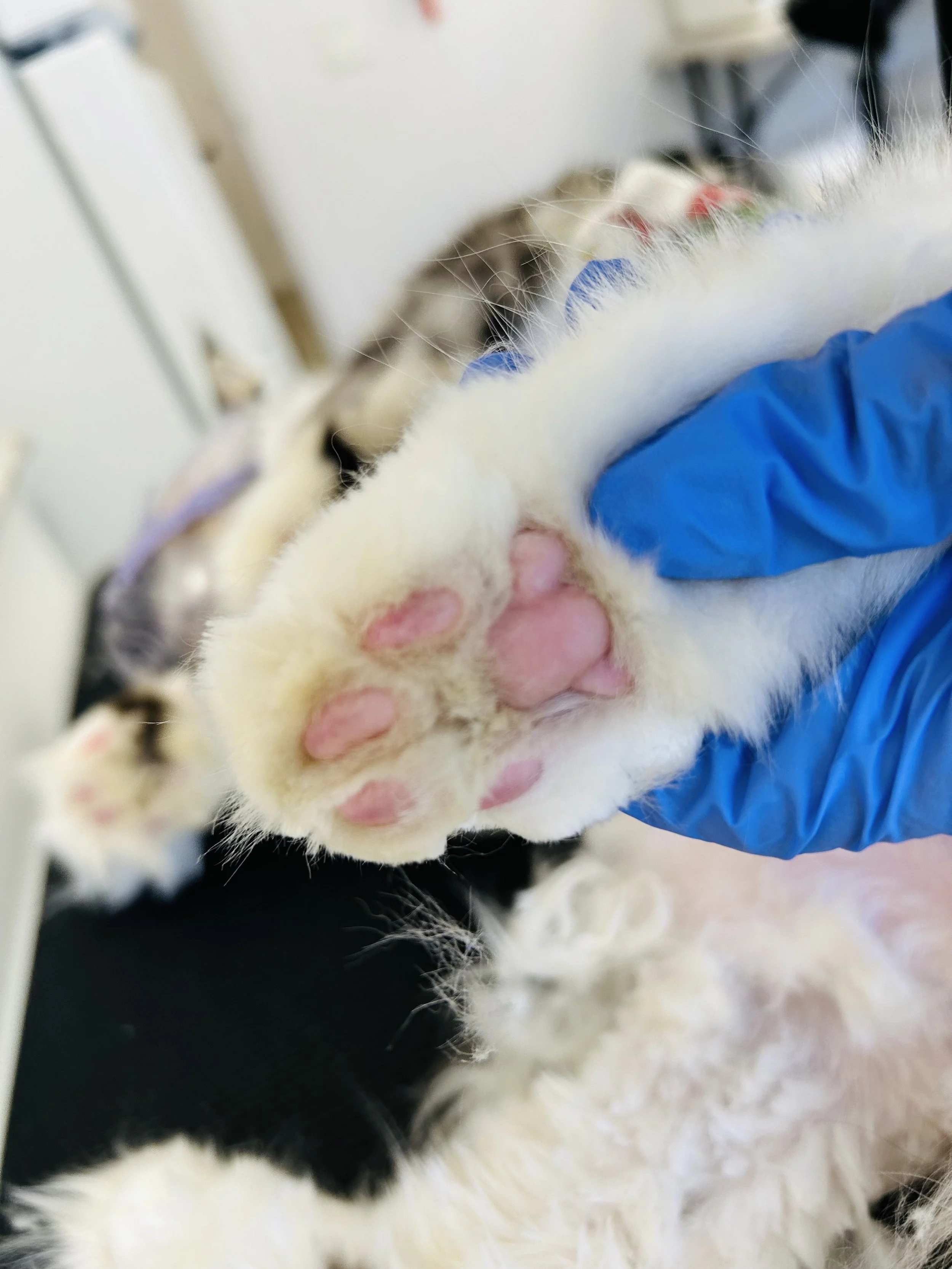 Pounce Hawaii Cat Grooming Pawpad After Honolulu.jpeg