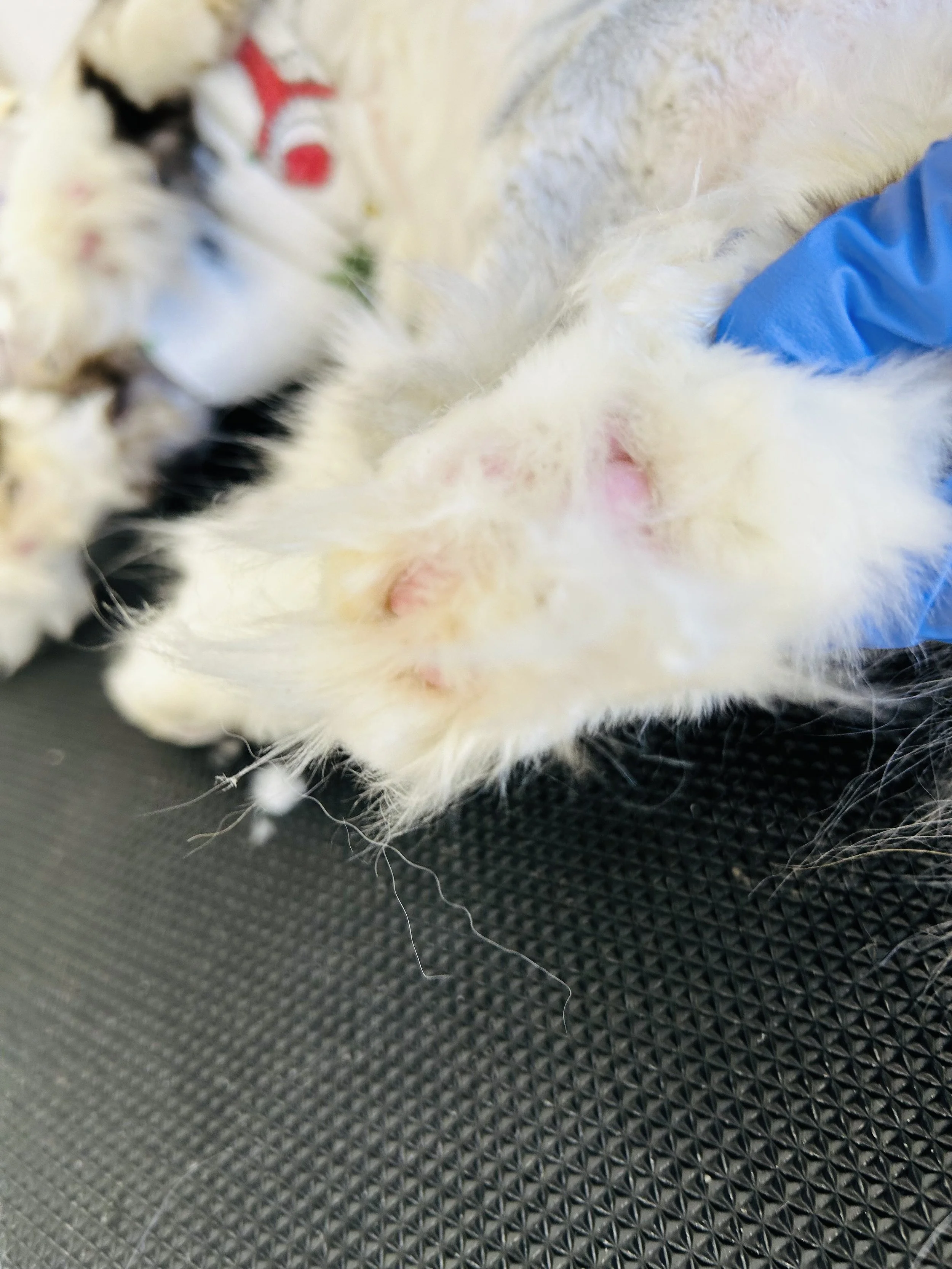 Pounce Hawaii Cat Grooming Pawpad Before Honolulu.jpeg