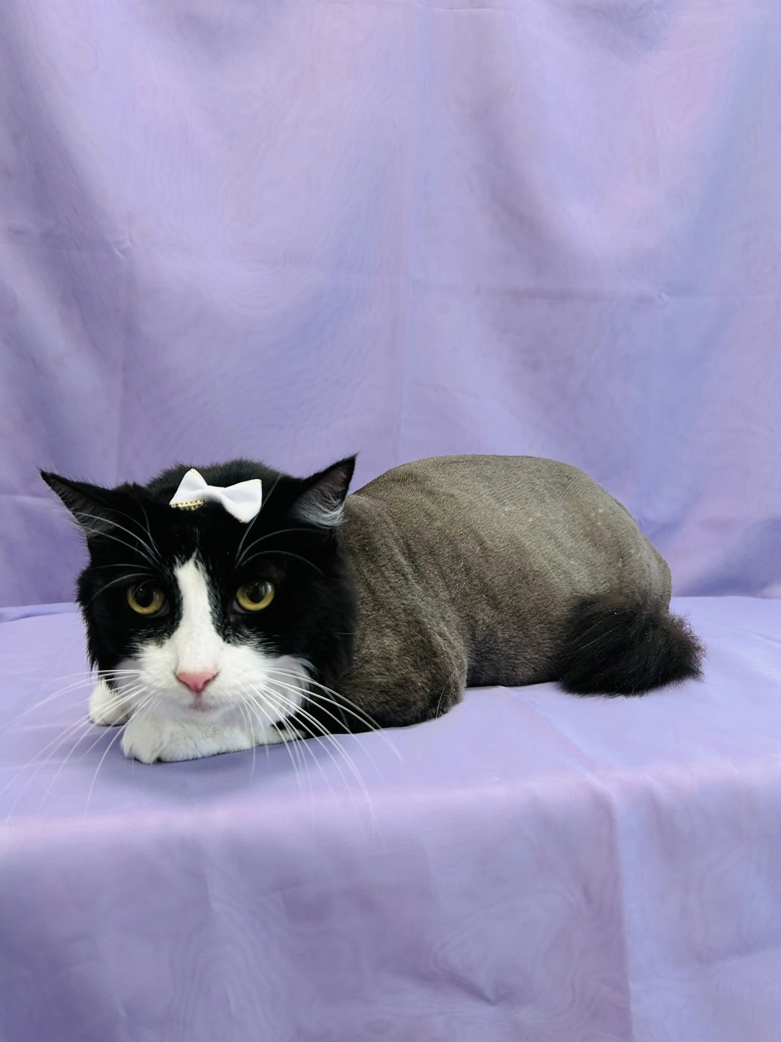 Pounce Hawaii Cat Grooming Haircut Lion Bow Honolulu.jpeg