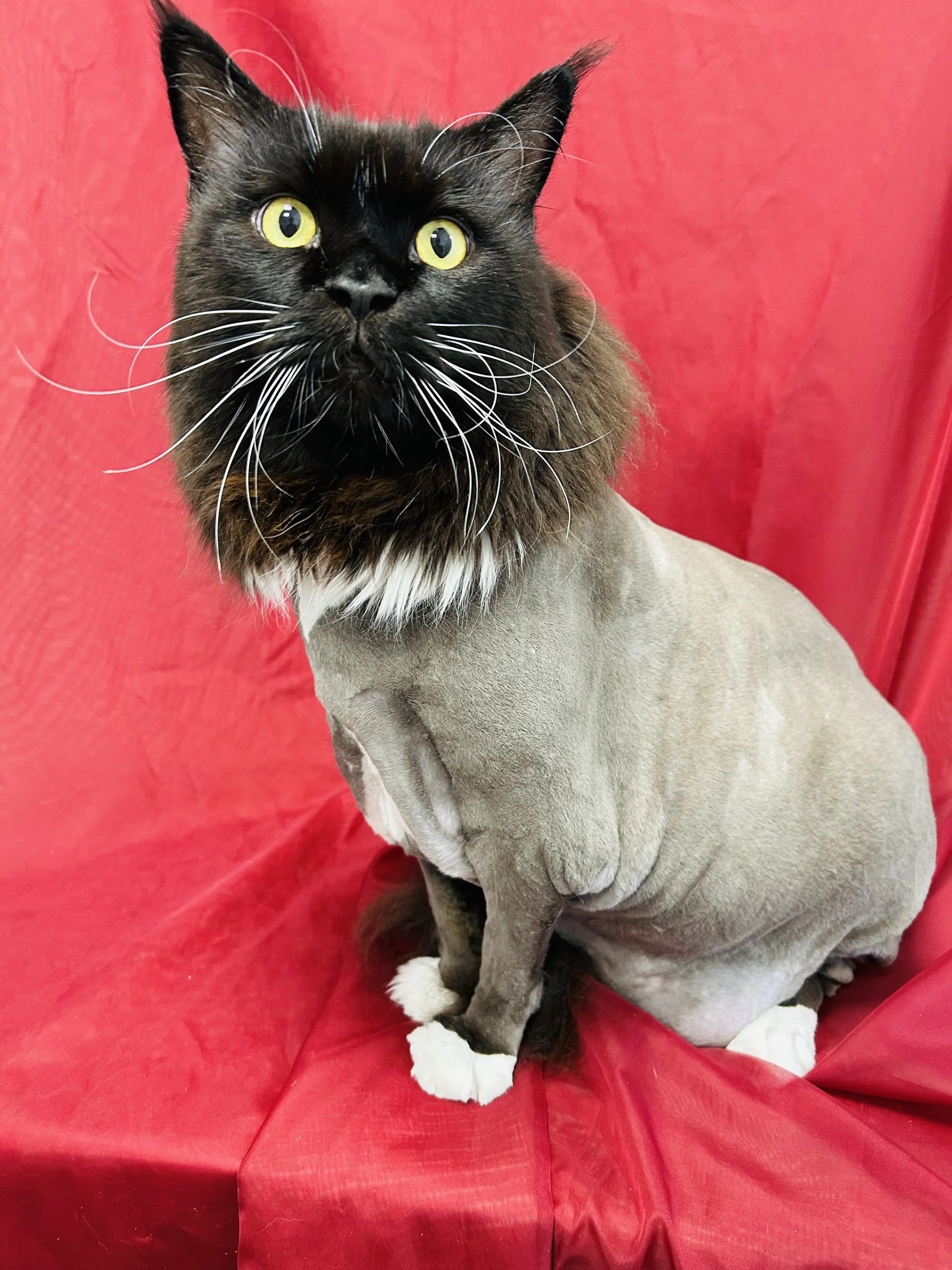 Pounce Hawaii Cat Grooming Haircut Lioncut Honolulu.jpeg