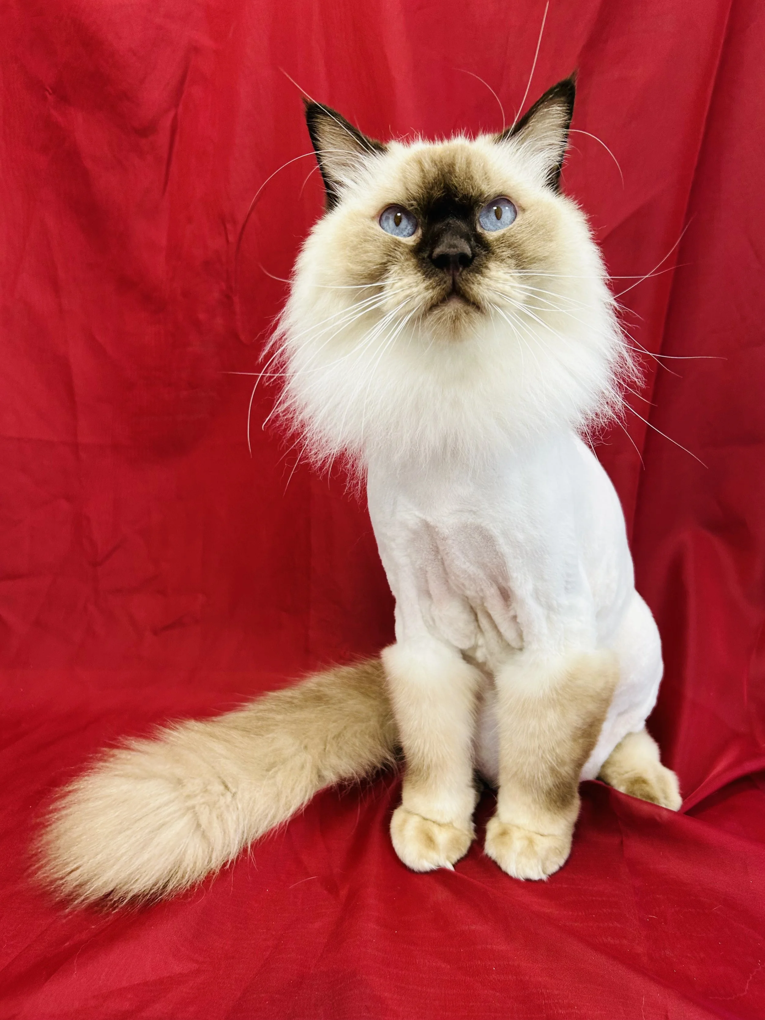 Pounce Hawaii Cat Grooming Lion Haircut Cute Honolulu.jpeg