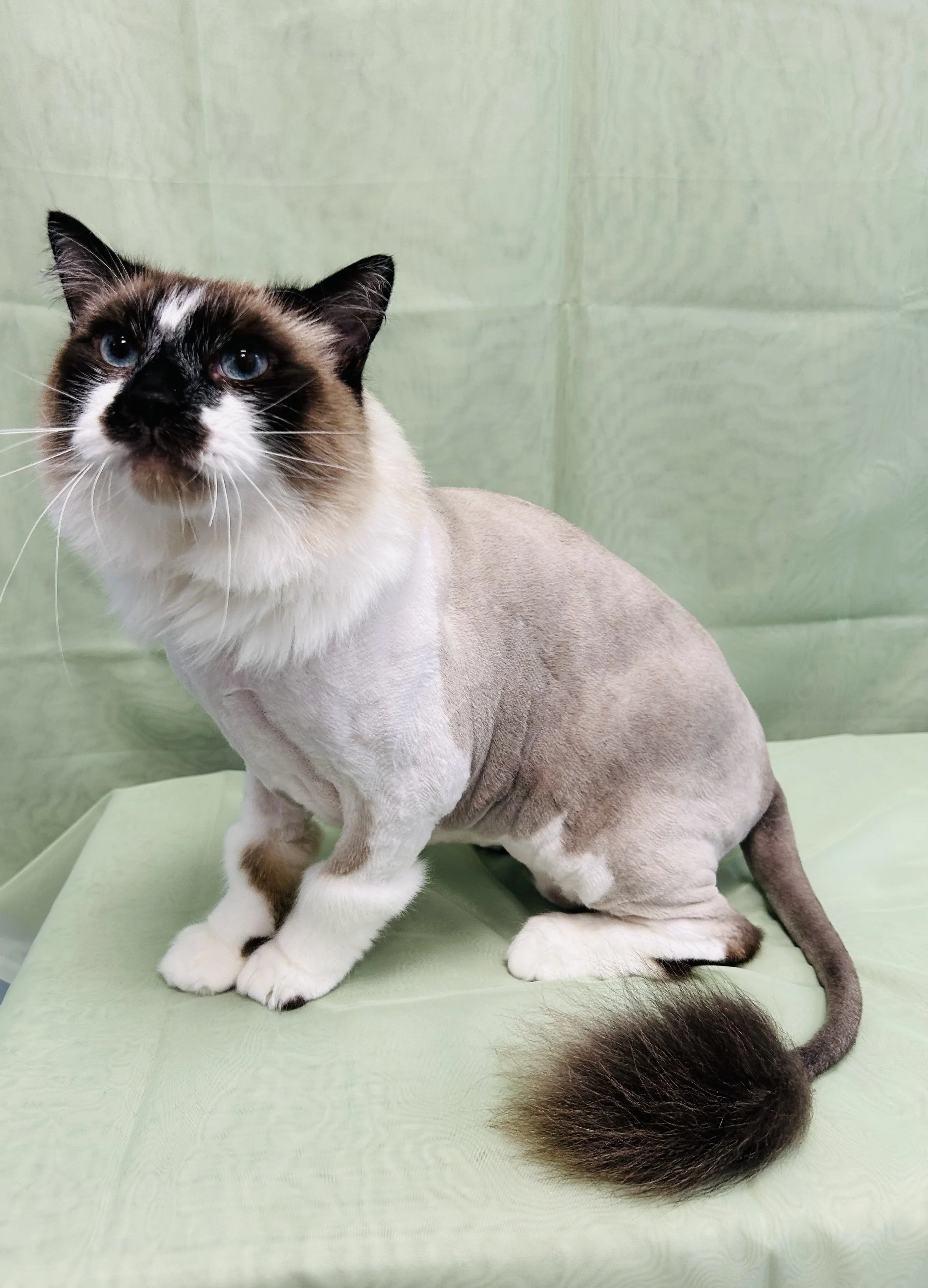 Pounce Hawaii Cat Grooming Haircut After Honolulu.jpeg