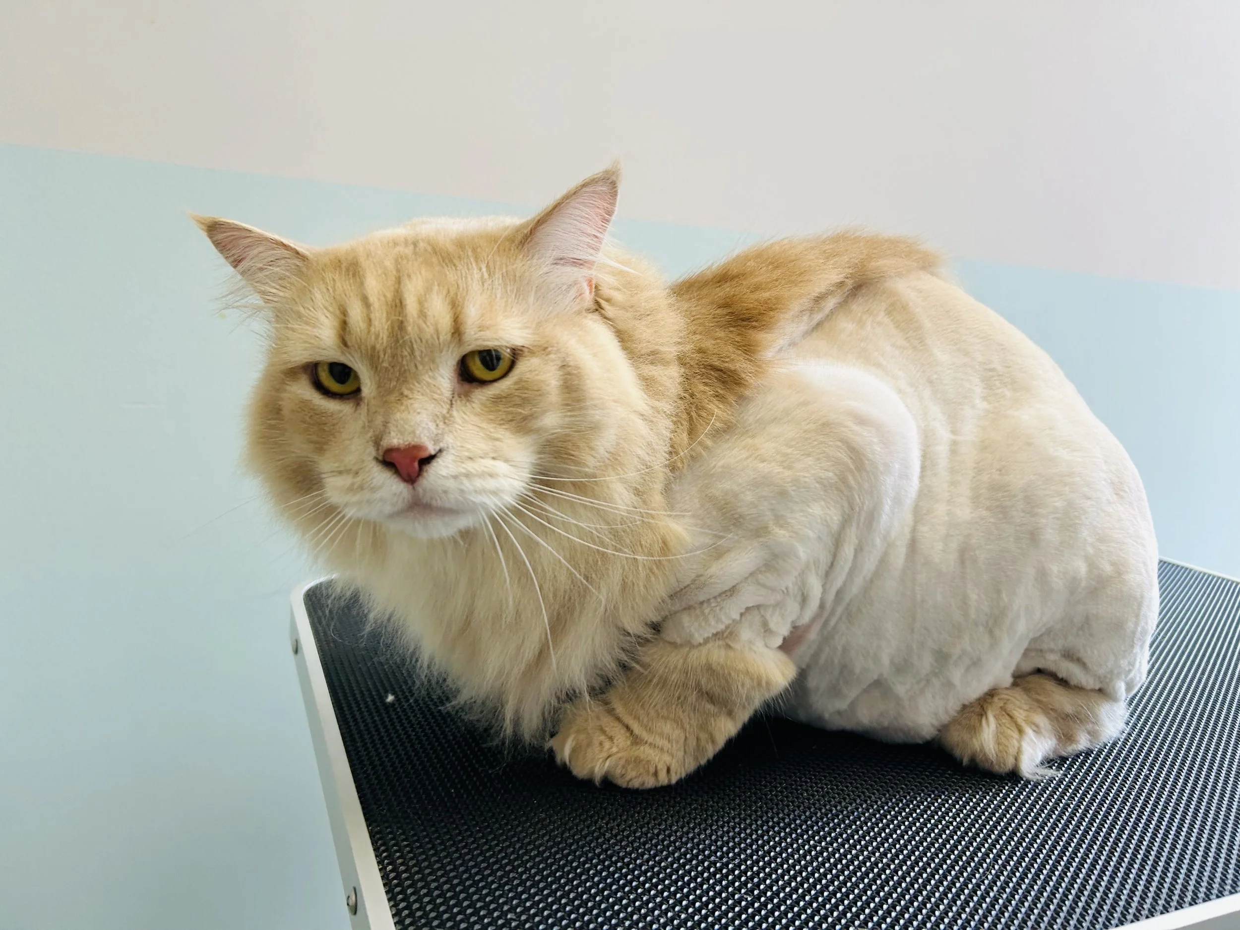 Pounce Hawaii Cat Grooming Custom Haircut Side Honolulu.jpeg