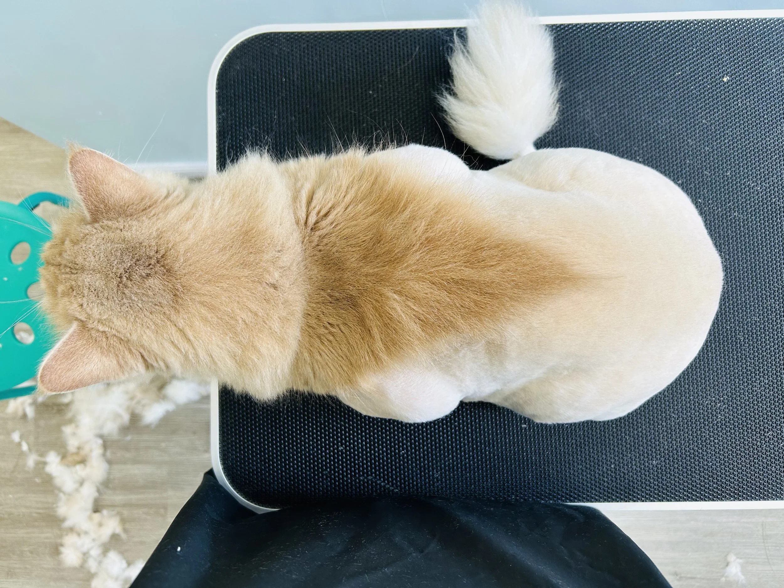 Pounce Hawaii Cat Grooming Cutsom Haircut Top Honolulu.jpeg