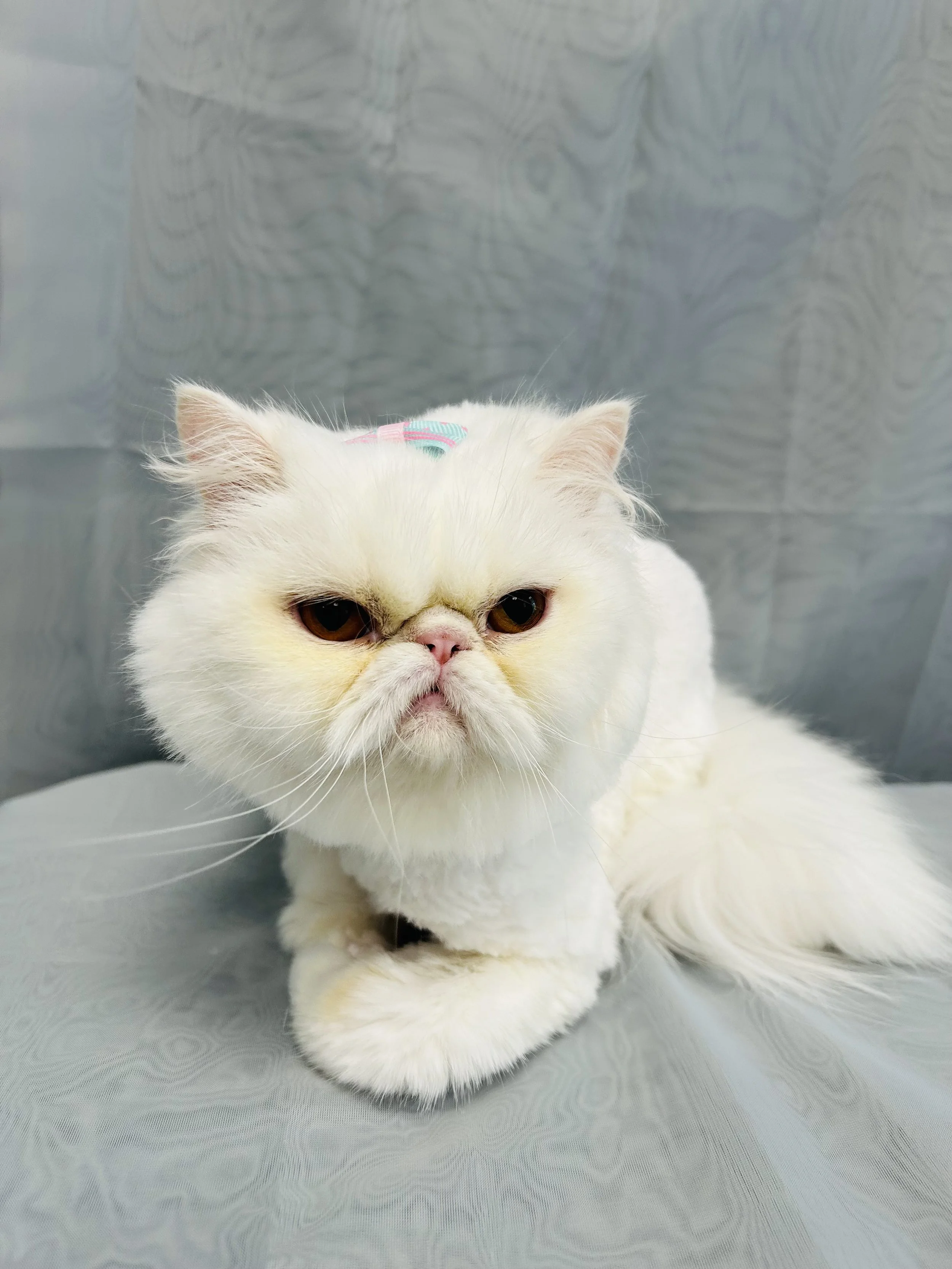 Pounce Hawaii Cat Grooming Haircut PersianHonolulu.jpeg