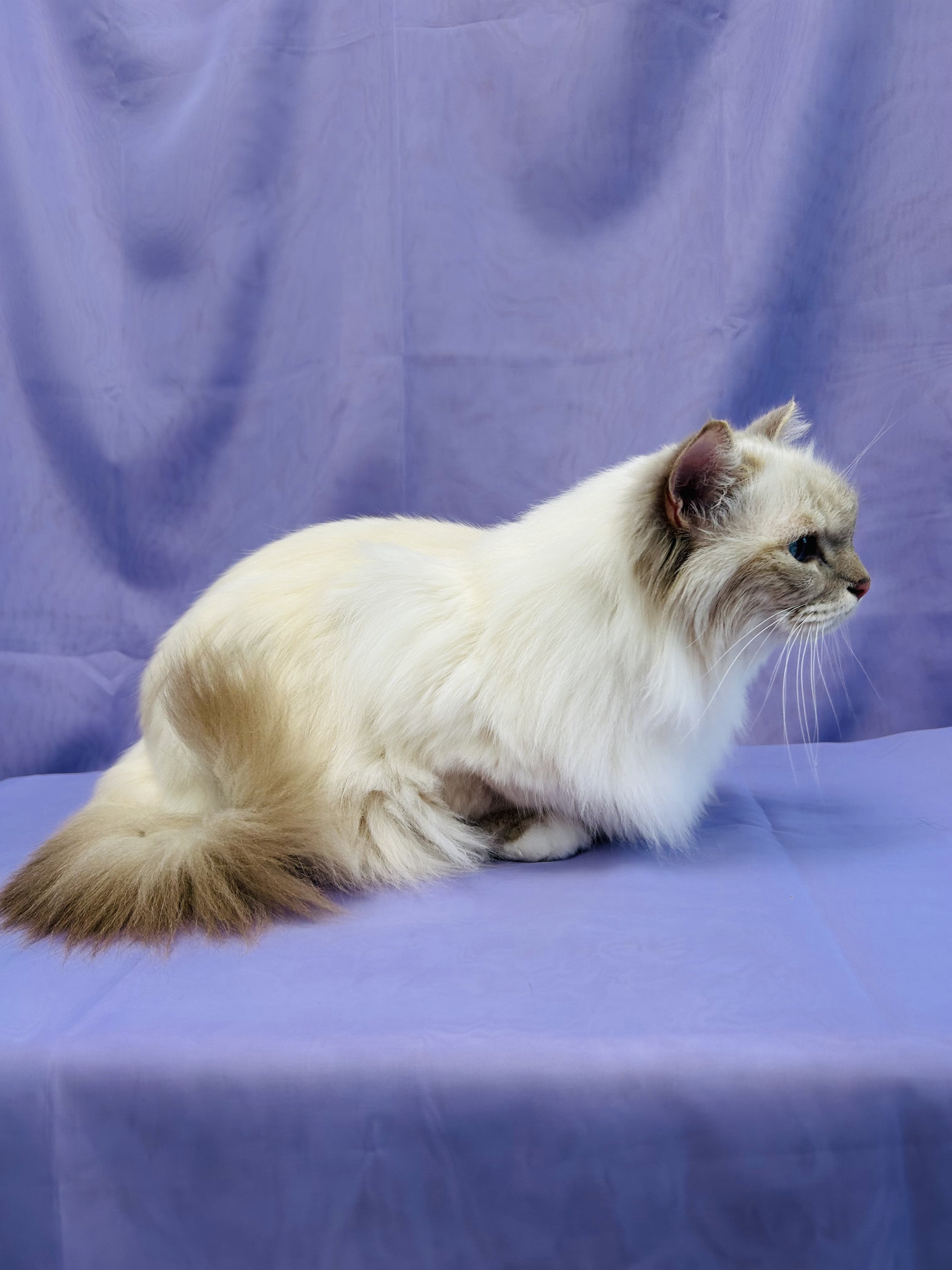 Pounce Hawaii Cat Grooming Longhair Bath Side Honolulu.jpeg