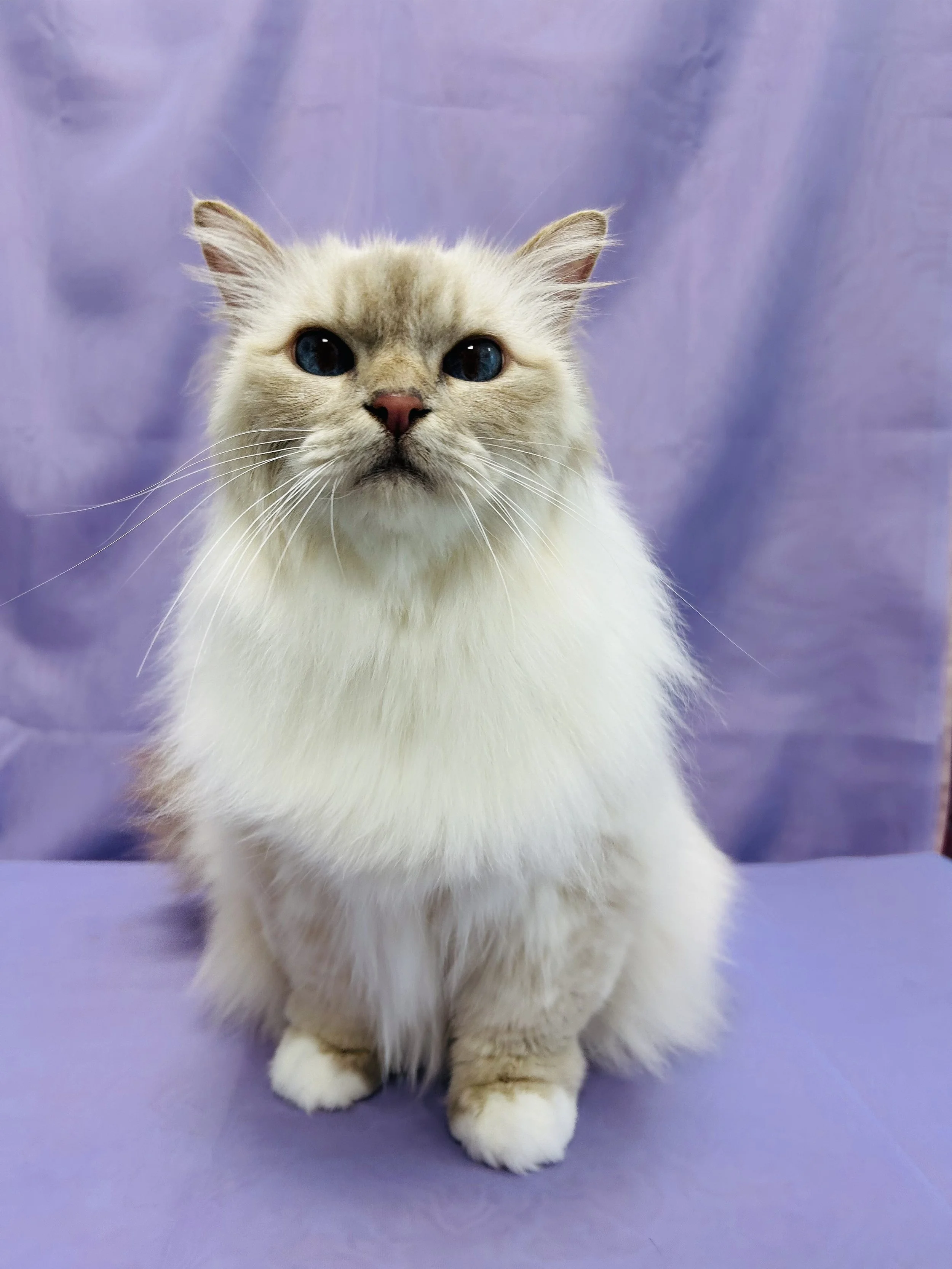 Pounce Hawaii Cat Grooming Longhair Bath After Honolulu.jpeg