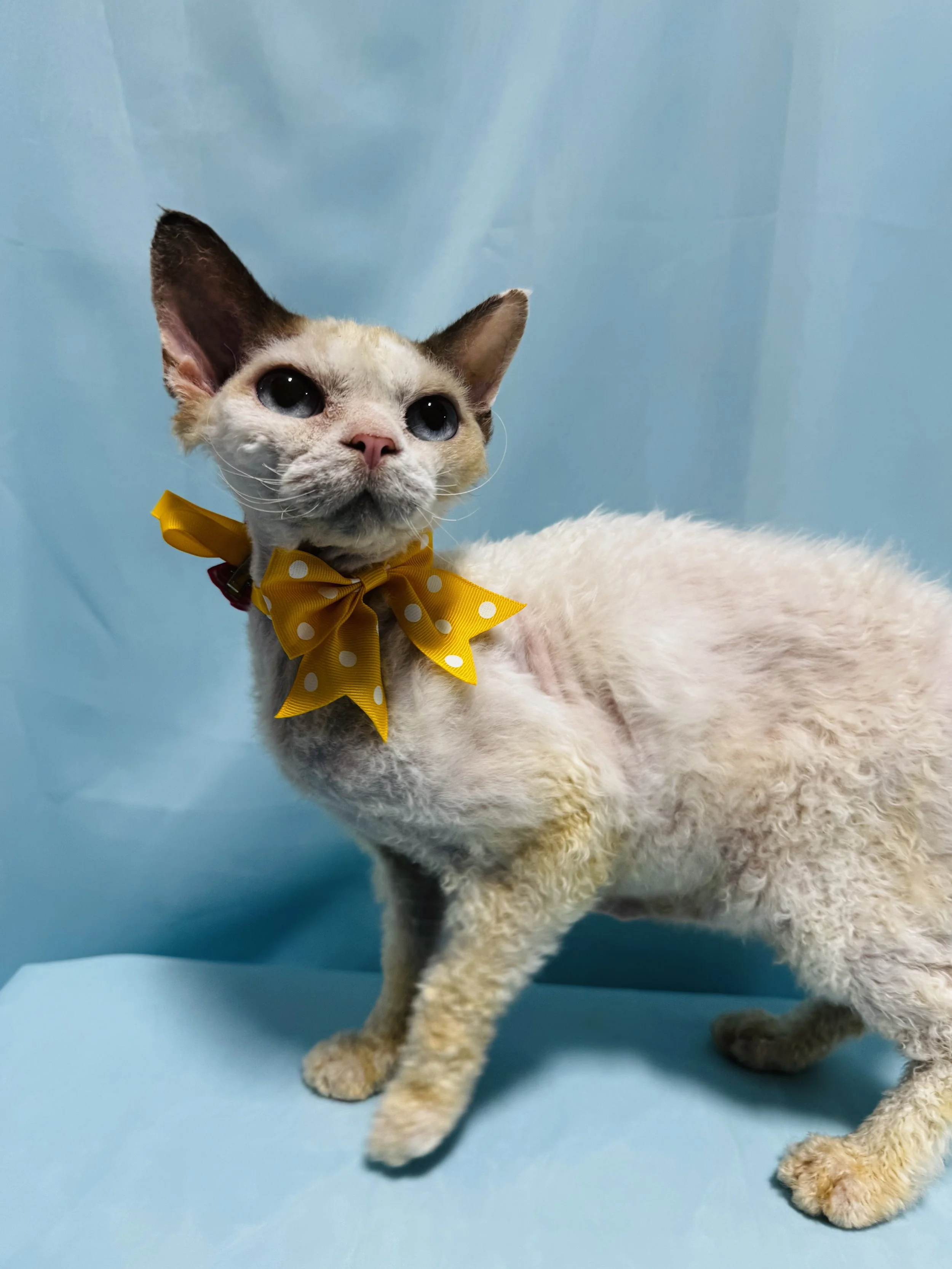 Pounce Hawaii Cat Grooming Shorthair Honolulu.jpeg