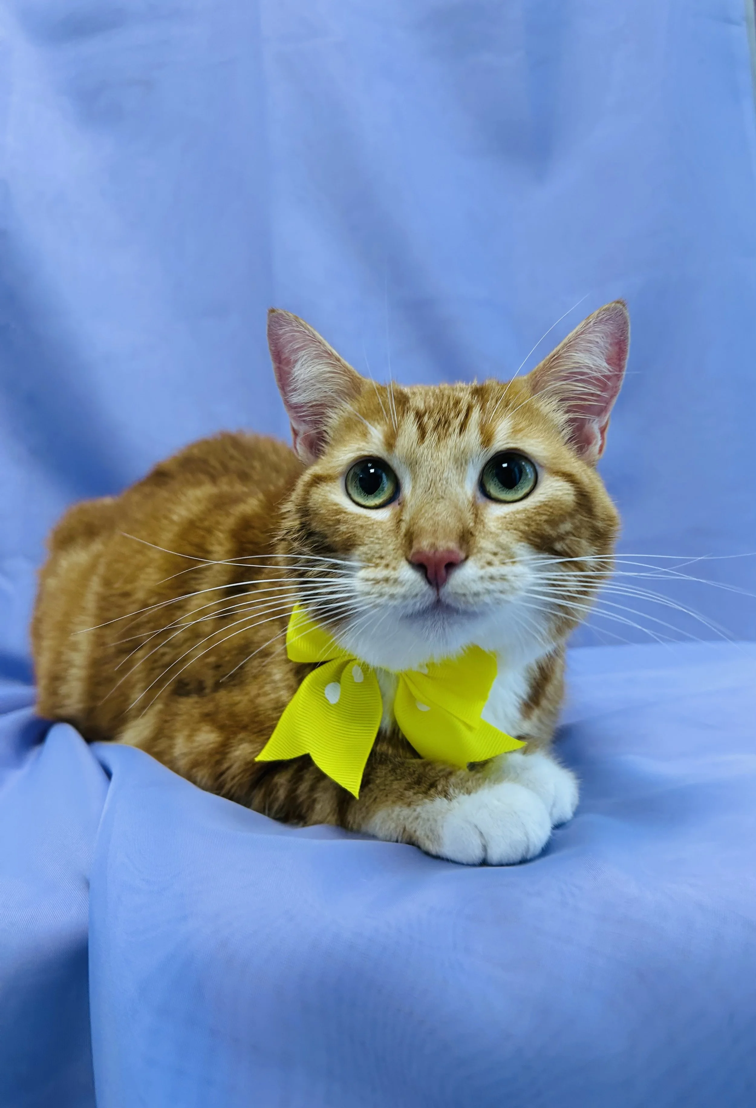 Pounce Hawaii Cat Grooming Shorthair Bath After Honolulu.jpeg