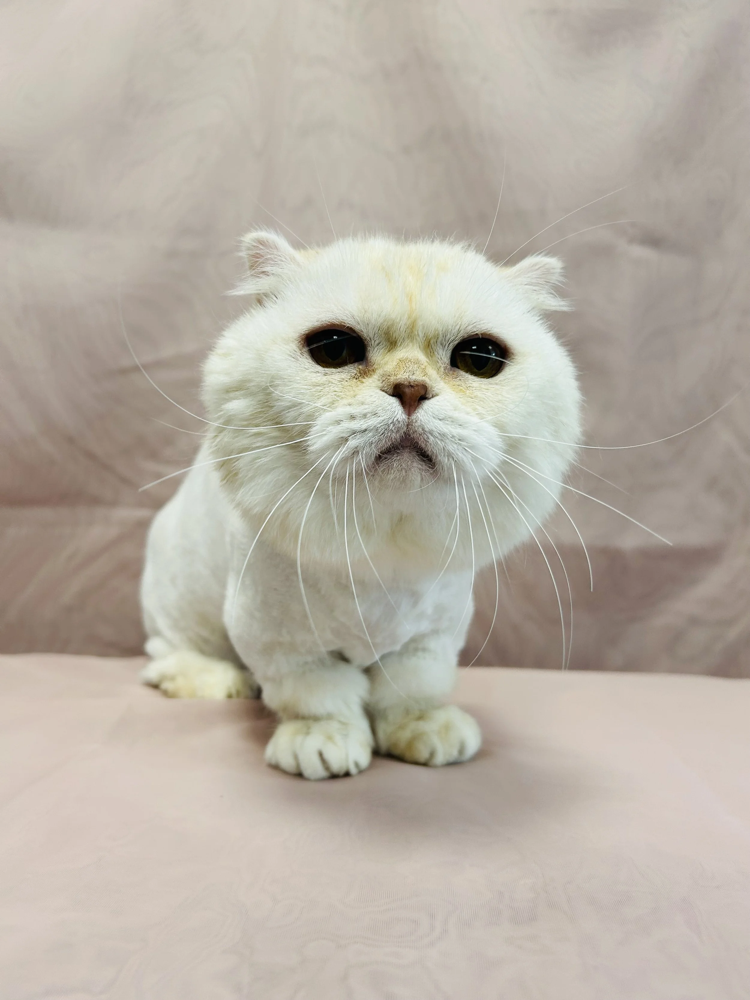 Pounce Hawaii Cat Grooming Short Haircut Before Honolulu.jpeg
