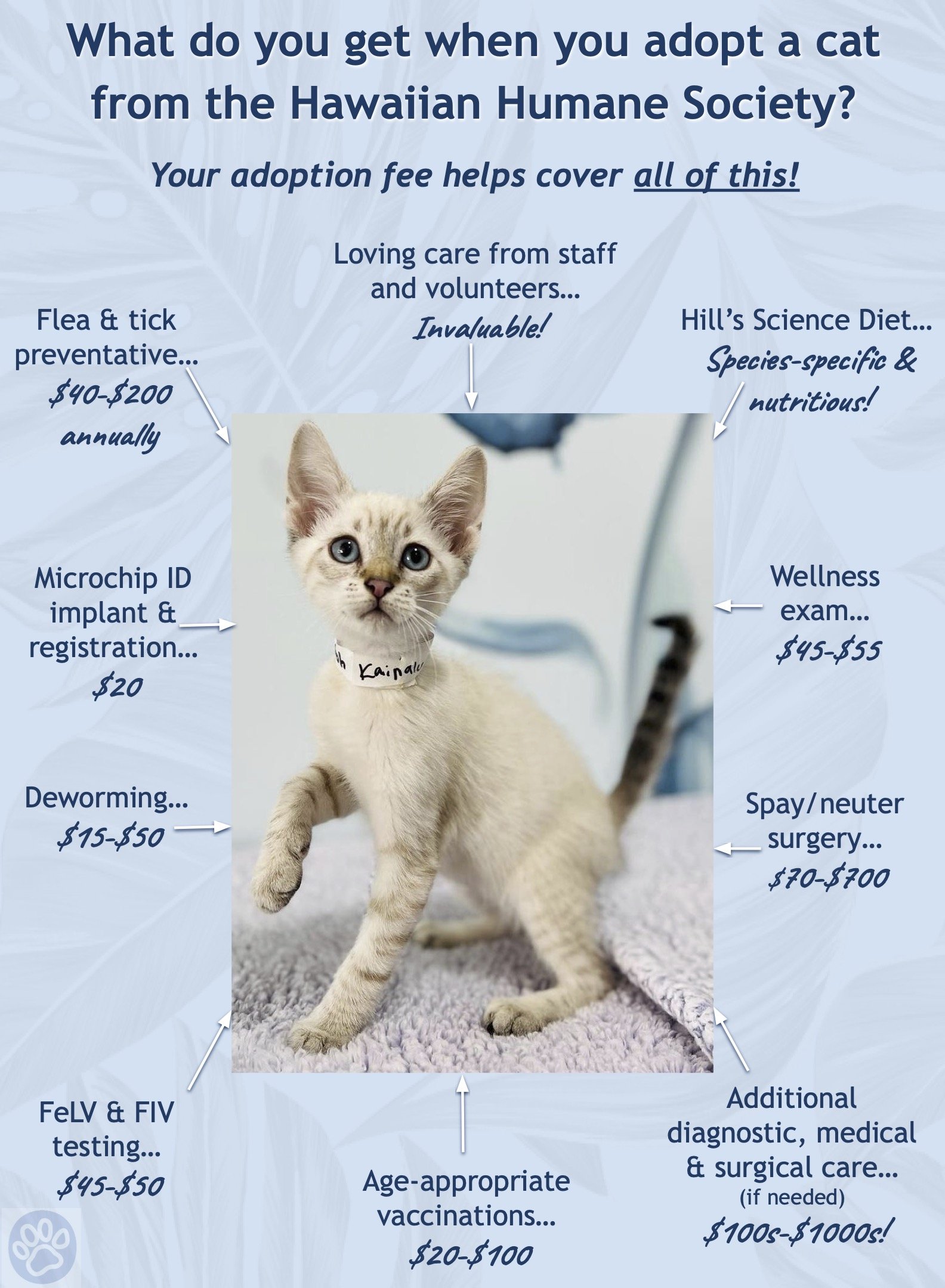 Cats Available for Adoption - Kaua'i Humane Society