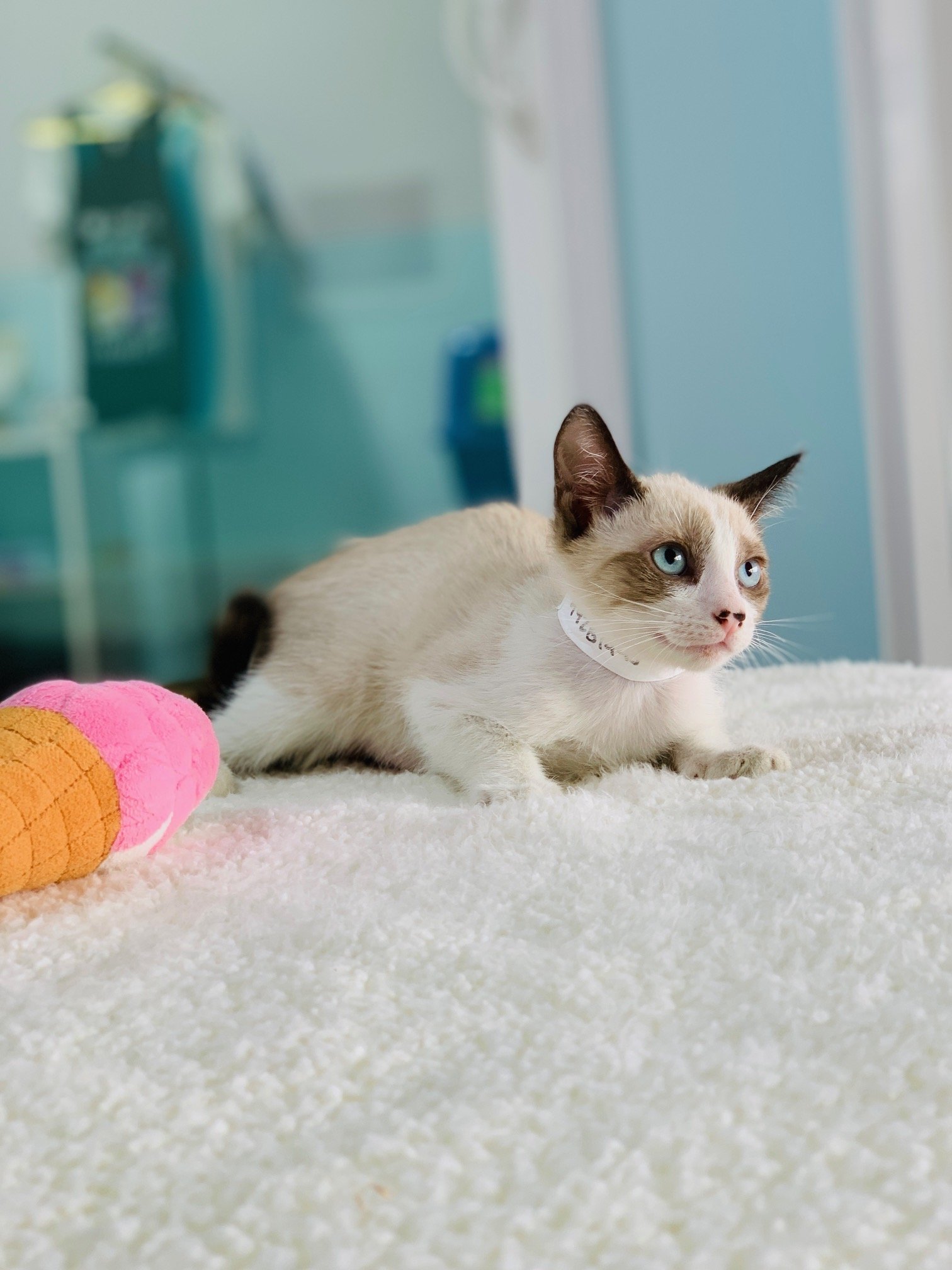 Cats Available for Adoption - Kaua'i Humane Society