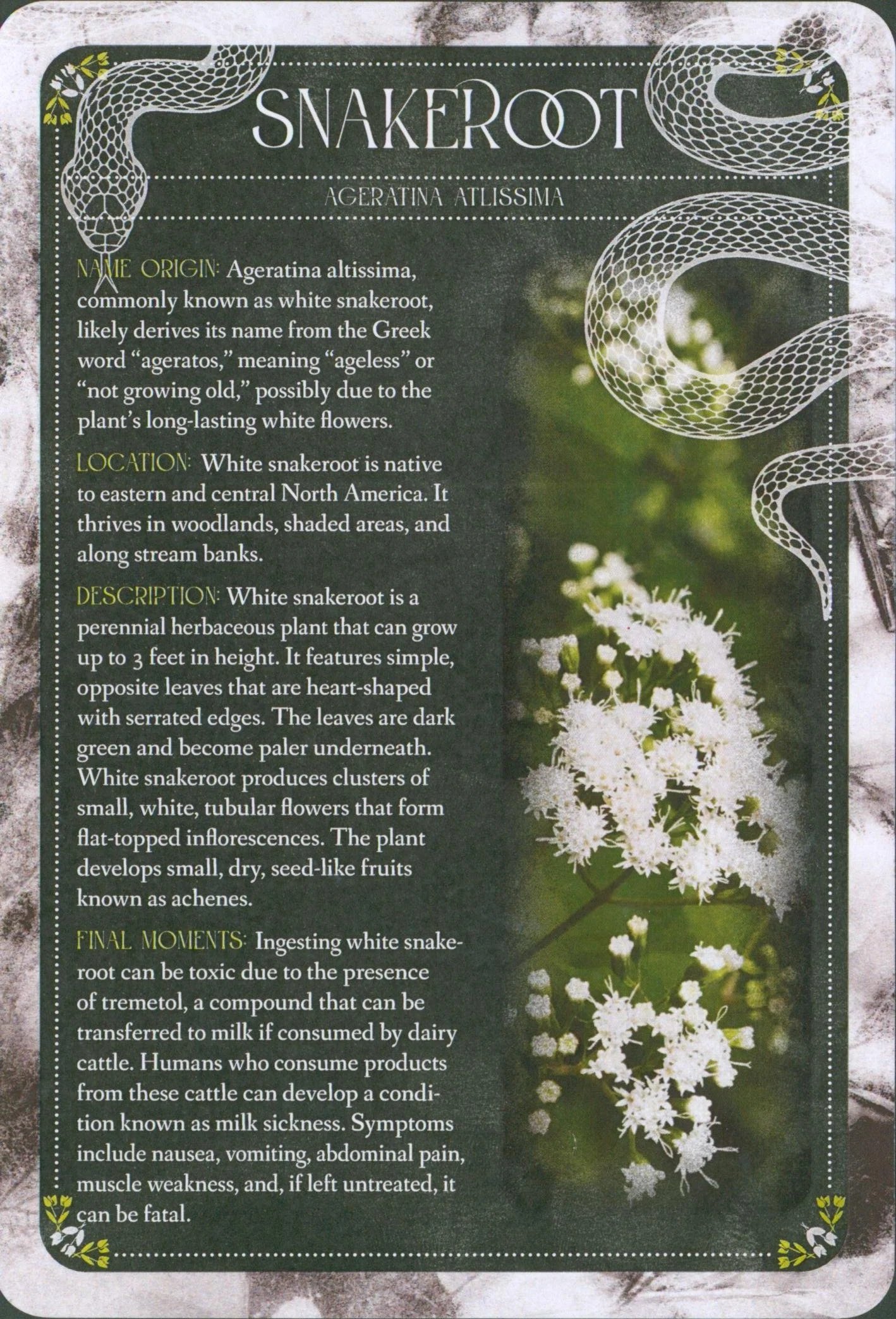 SNAKEROOT.jpg