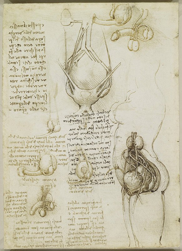 1508- The male and female reproductive systems- Da Vinci.jpg