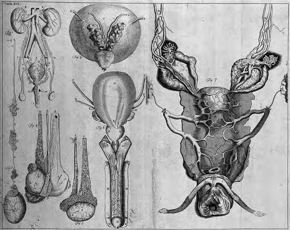 1672- male and female generative organs- Regnier de Graf.jpg