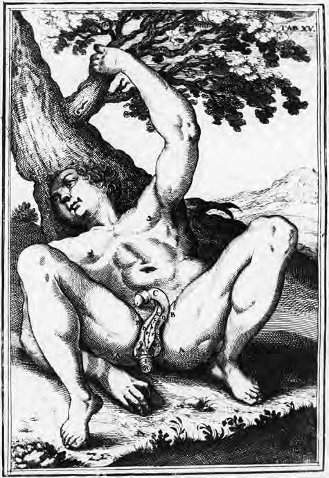 1600-Giulio Casserius- Penis and dissection of the perineal origin.jpg