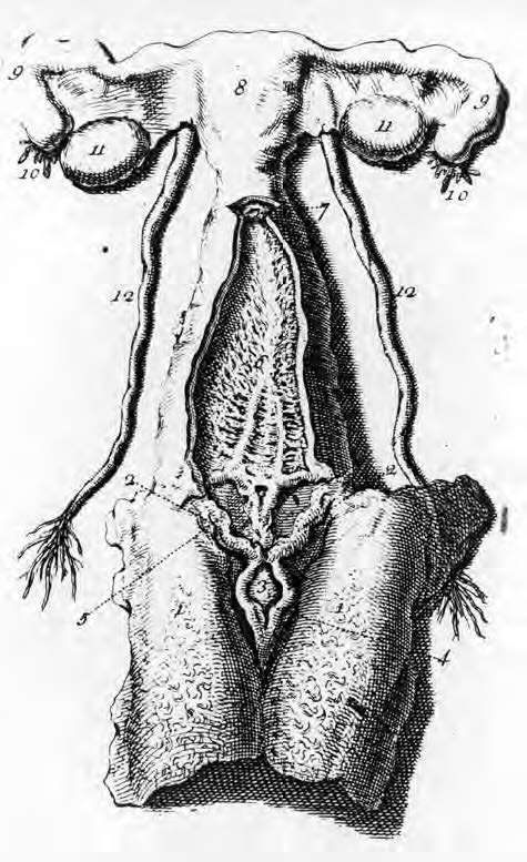 1795-female reproductive trat- from anatomy of the human body- boston.jpg