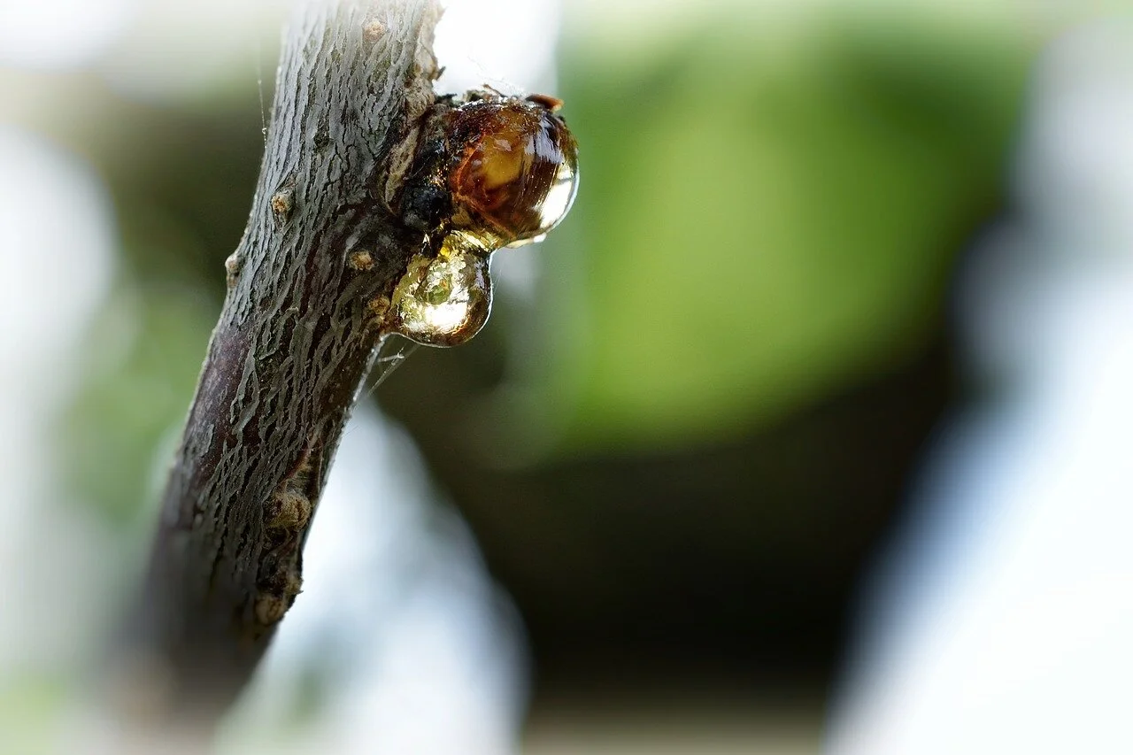 Tree Sap is Sticky Goop Takes it Off — Goop Hand Cleaner and Stain