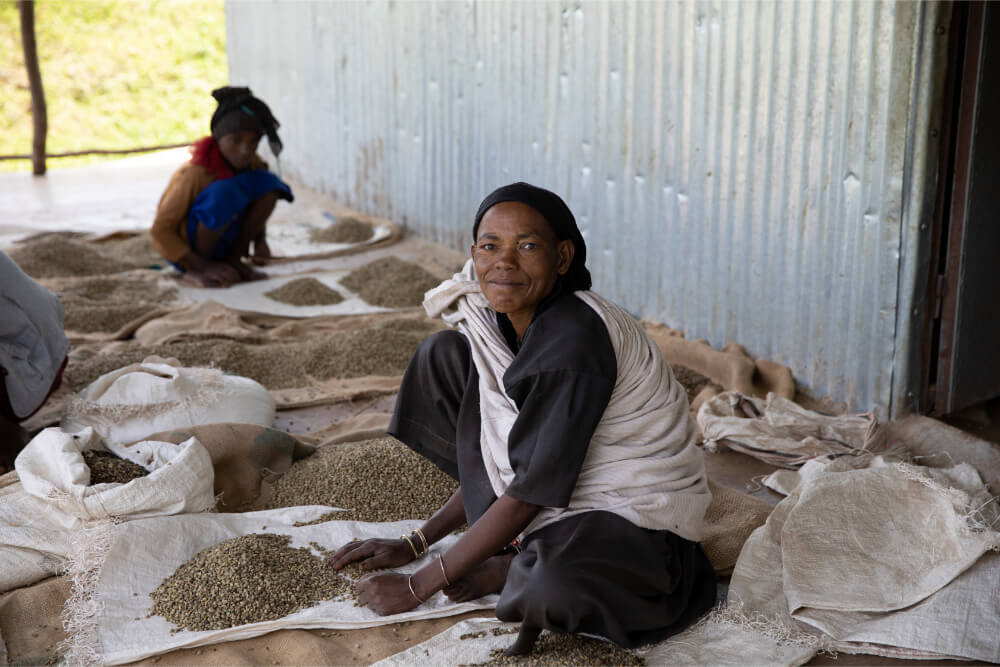 ethiopian coffee sorting