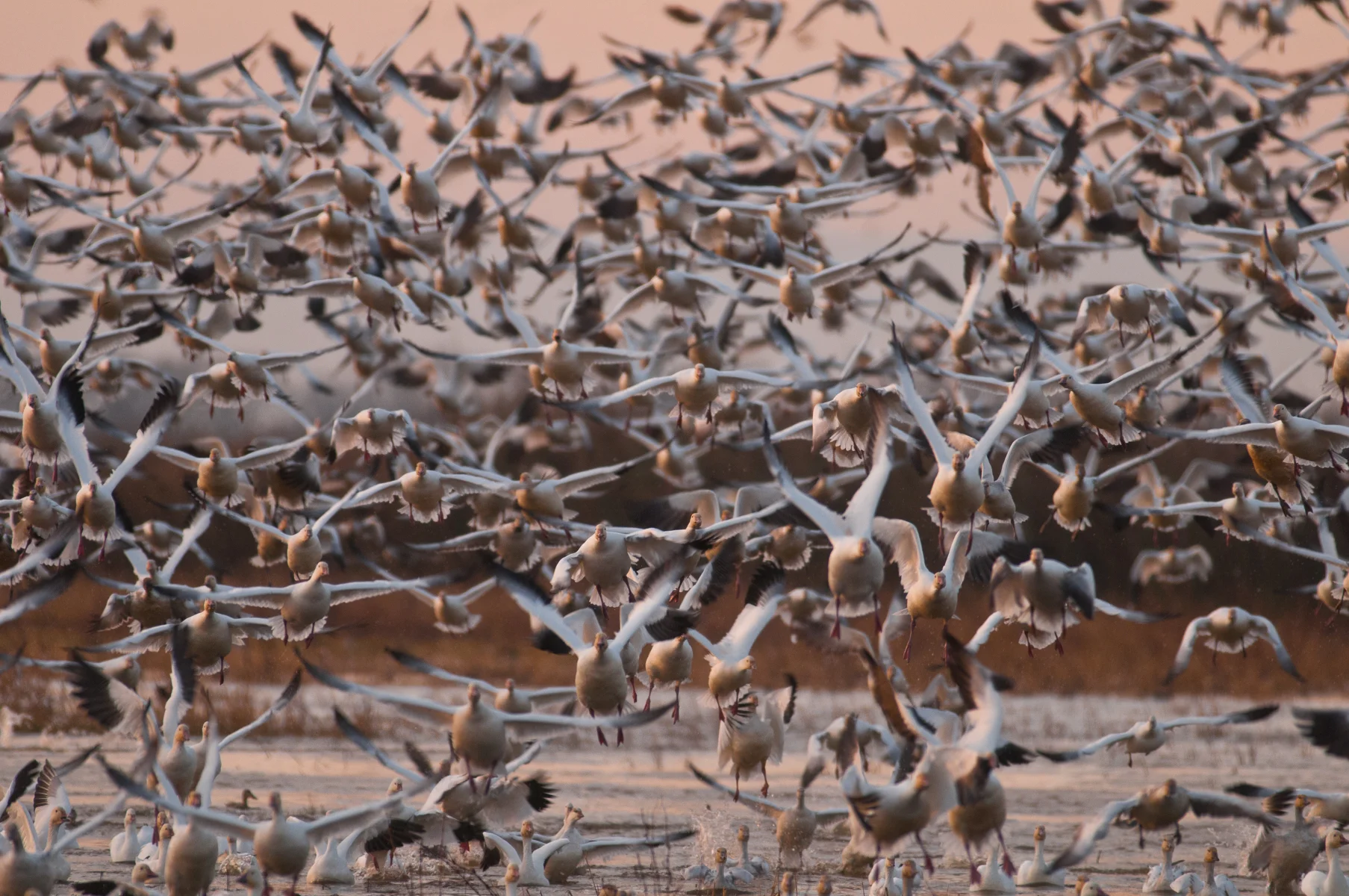Sacramento NWR 2011-05422.jpg