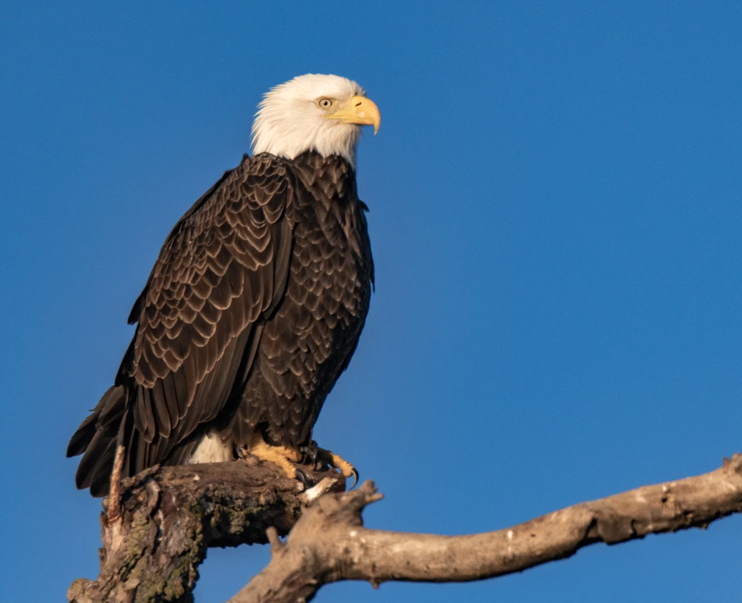 Sacramento NWR 2019-02538.jpg