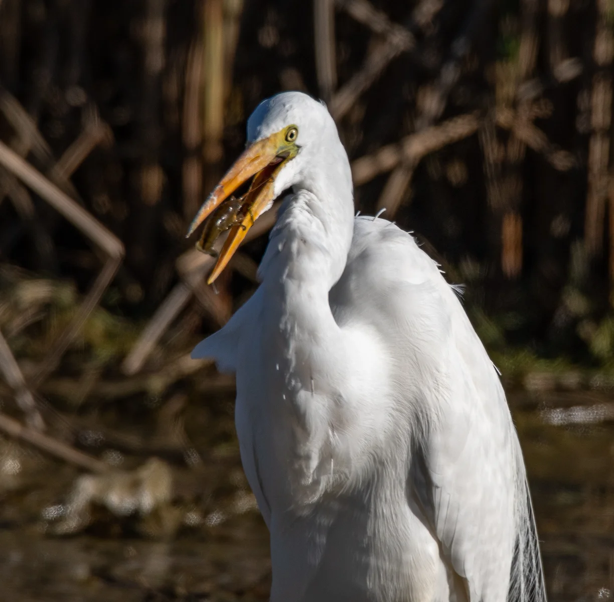 Sacramento NWR 2019-07492.jpg