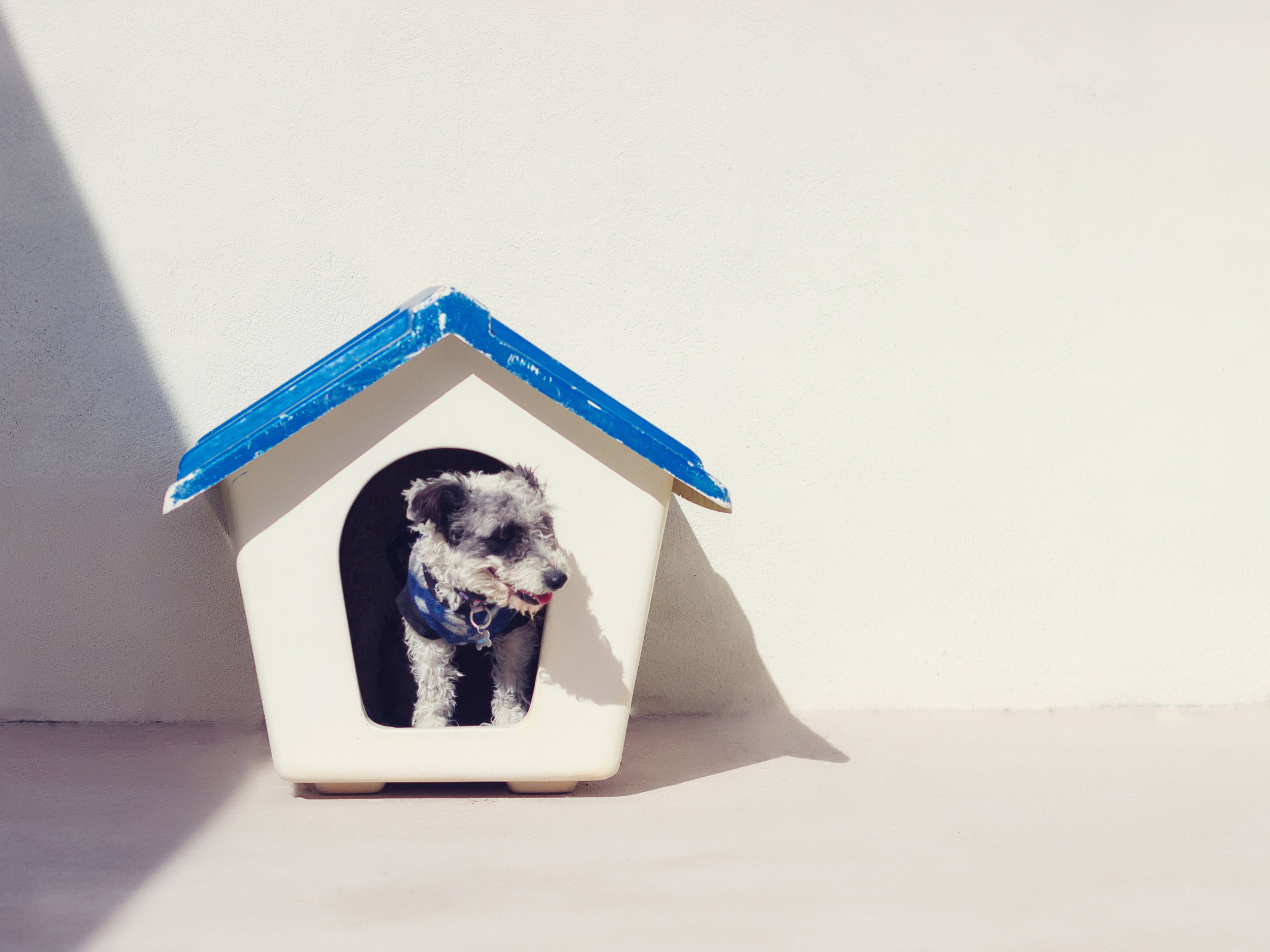 “I love my new Cali Bungalow. Woof!” ~ A Good Boy