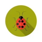 Learning Ladybugs