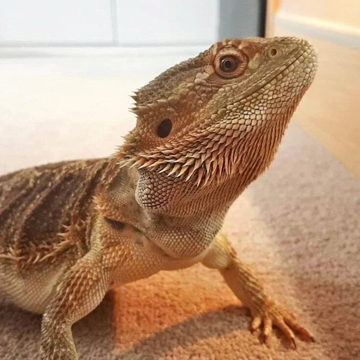 Ryan’s bearded dragon, Darwin.