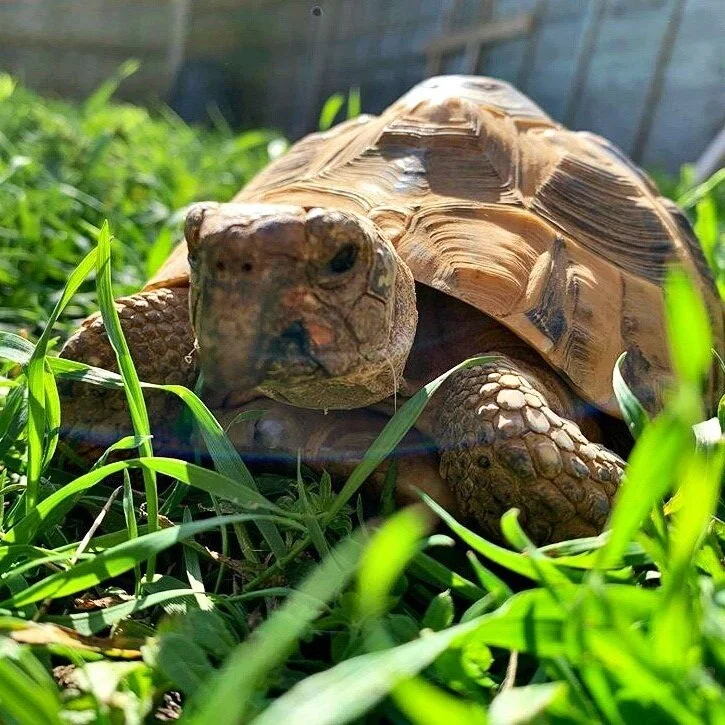 Ryan’s pet tortoise, Bruce.