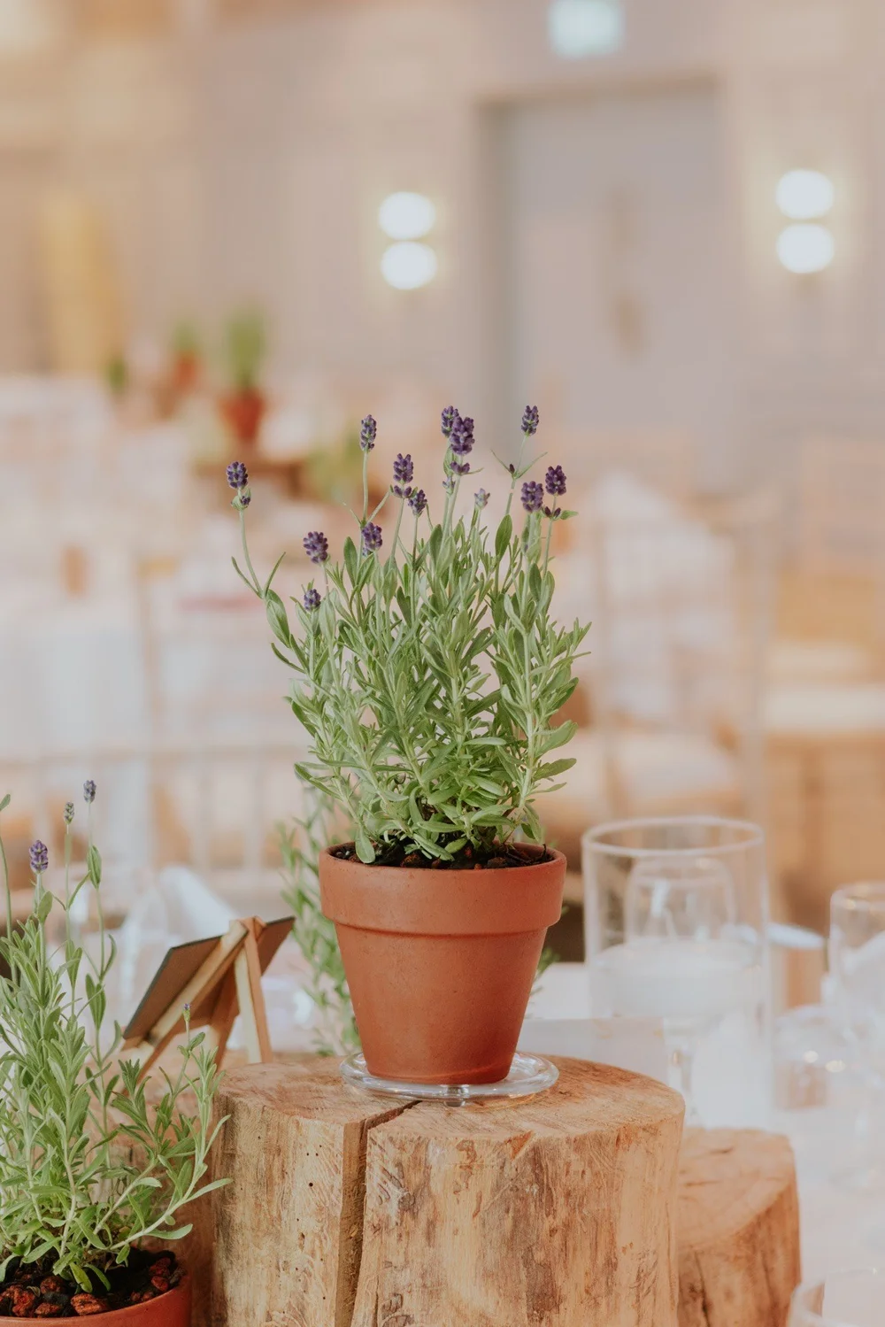 Bloomed Herefordshire 3.jpeg