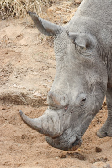 rhino 16.05.19.jpeg