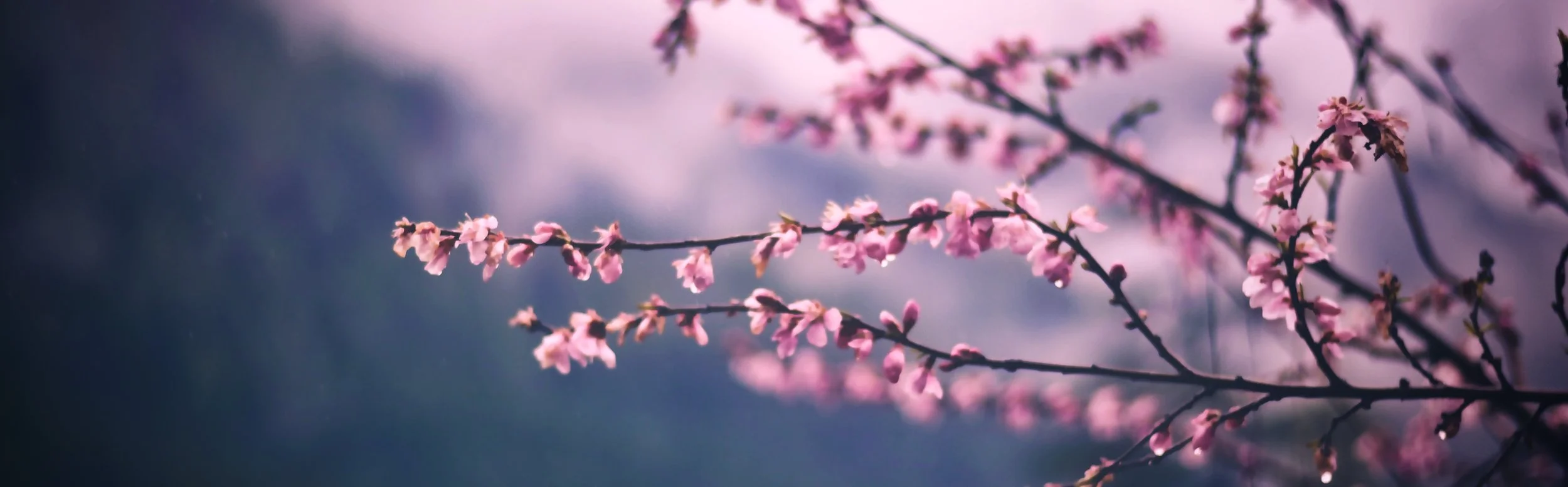 pink-blossom-branch.jpg