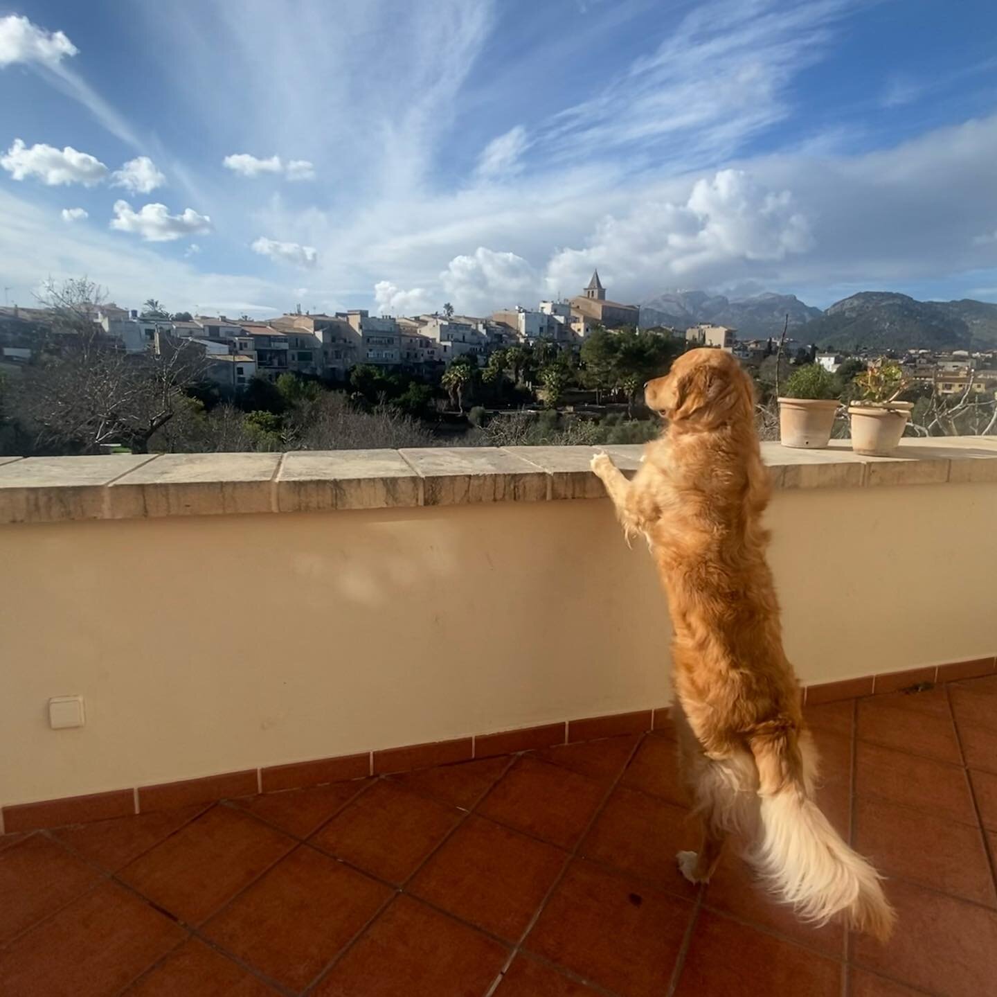 When you&rsquo;re fortunate to live on an island with skies as spectacular as these, even your dogs stand up and take notice. #mallorca #januaryskies #mallorcasunset #villagelife #vengadogs #goldenretriever #dogslife #hesgotastrongercorethanme