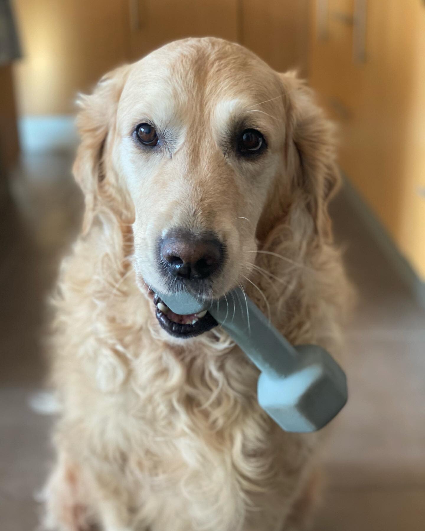 Cooper knows it&rsquo;s never too early to get started on your 2021 back to the gym New Year&rsquo;s Resolution. 😂😂 #6kg  #dumbbellworkout #goldenretriever #strengthtraining #donttrythisathome