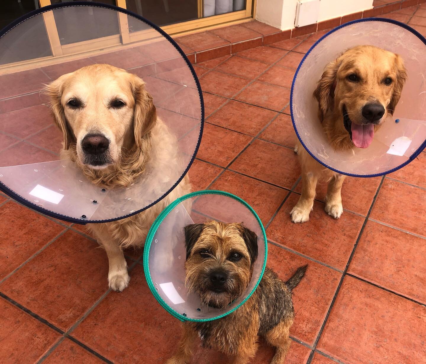 Whats the only thing worse than needing to wear the plastic cone of shame after getting stitches at the vet? Needing to wear a cone after your brother gets stitches at the vet 😂😂 #coneofshame #luckydogs #lifewithdogs #goldenretriever #borderterrier