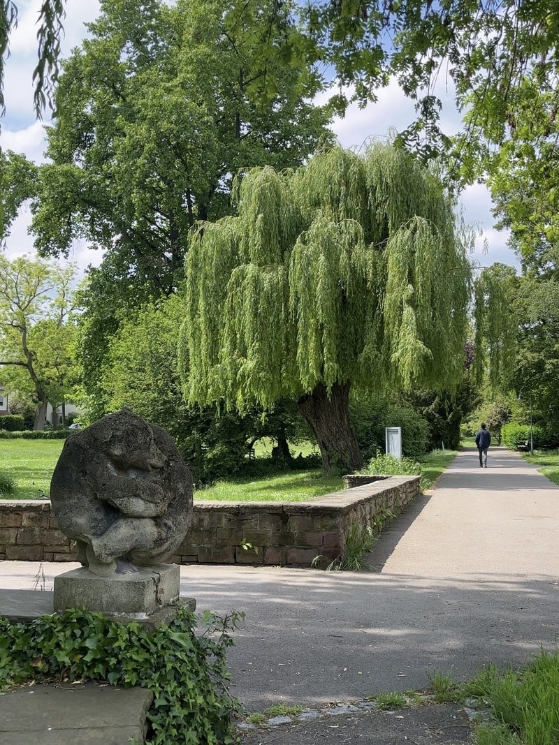 stadtgarten-kornwestheim-park-weide.jpg