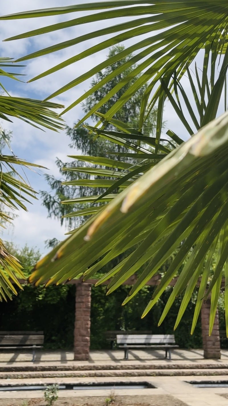 stadtgarten-park-kornwestheim-palmen.jpg