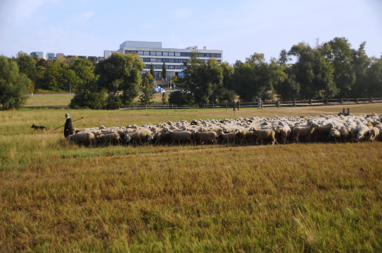 schaeferlauf-leistungshueten-markgroeningen.png